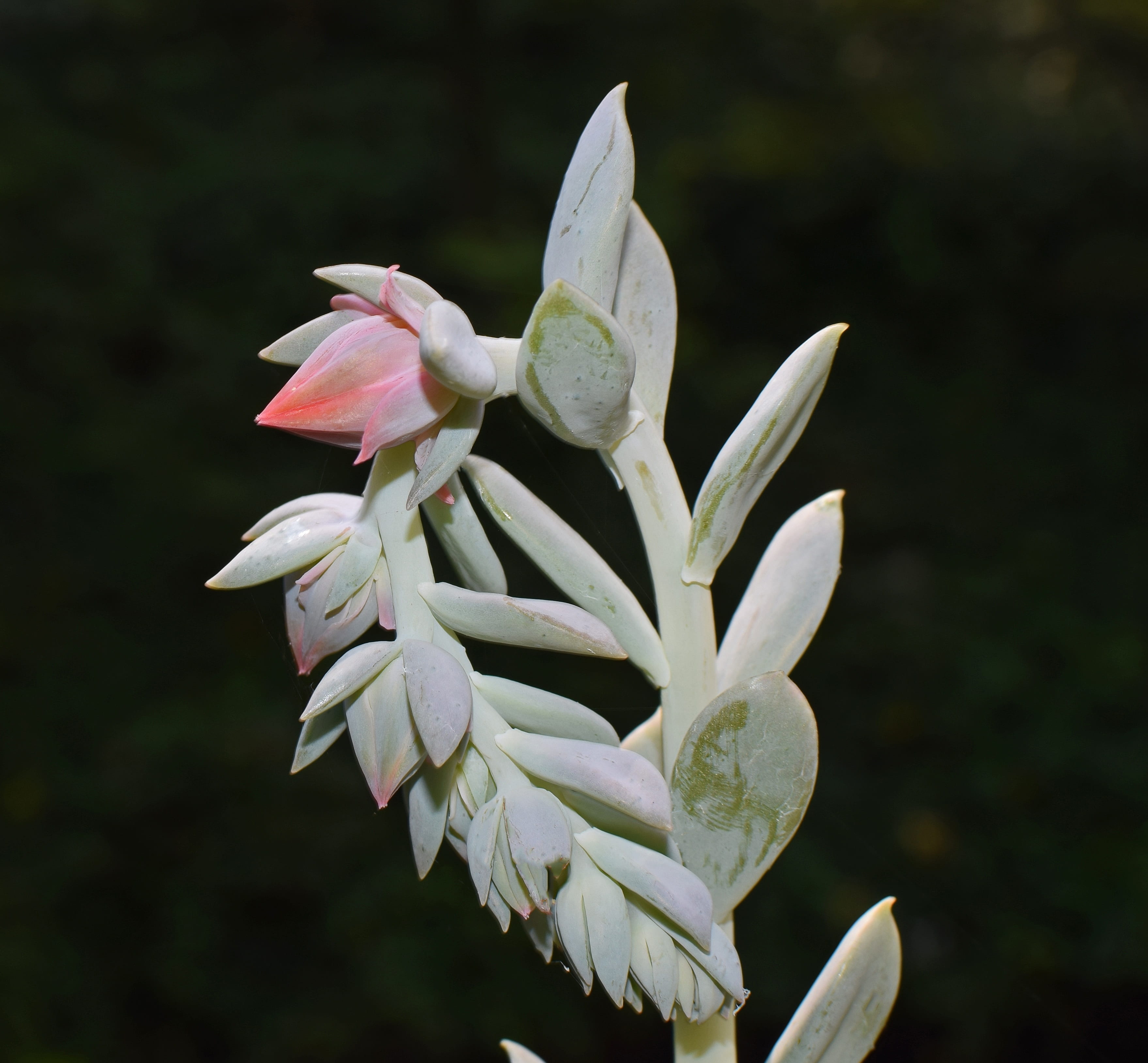 plant, blossom, outdoors, beauty in nature, white color, bloom, close-up, bud, vulnerability, flowering plant, echeveria flower spike, growth, colorful, HD Wallpaper