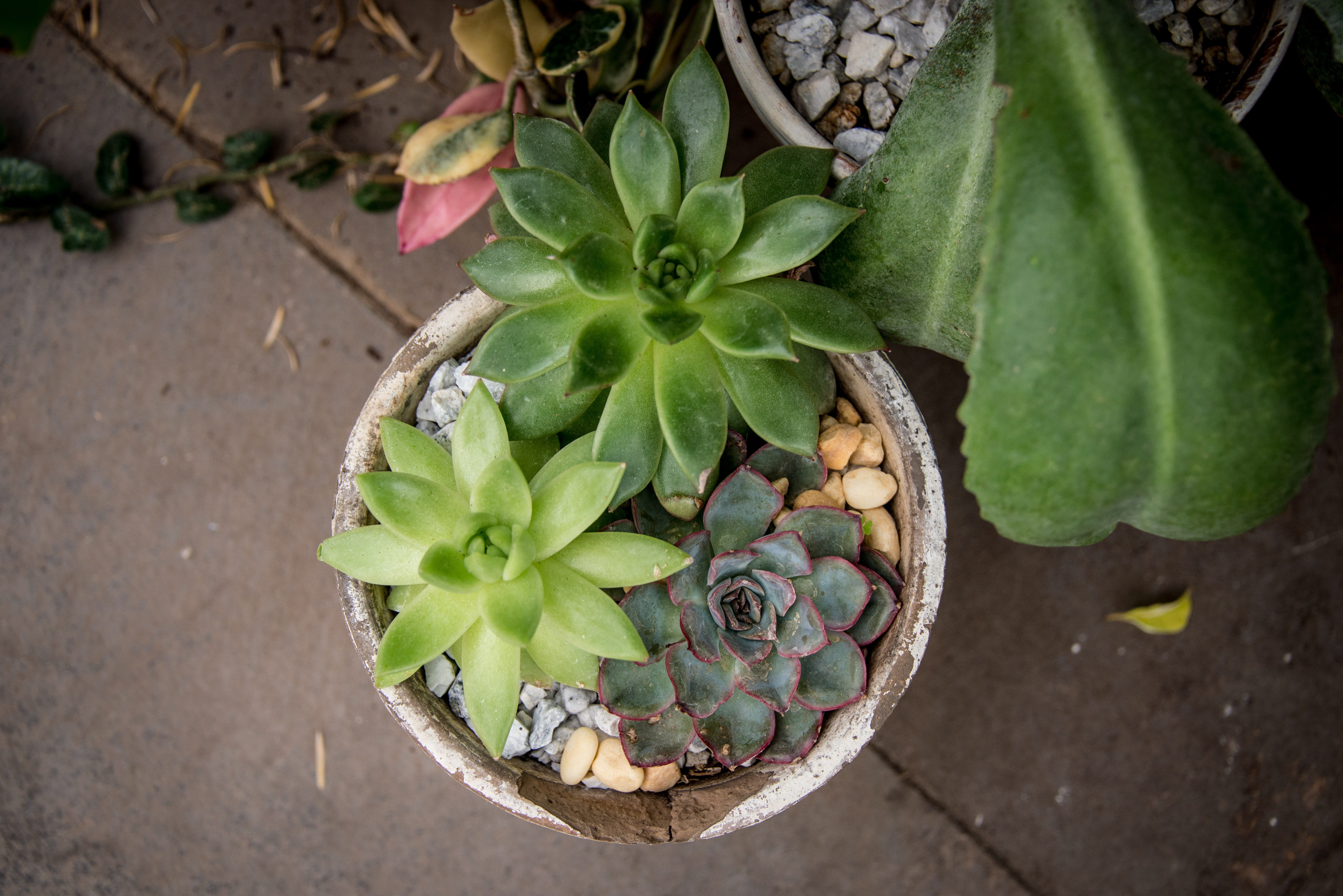 no people, pot, tree, plant, growth, focus on foreground, freshness, healthy eating, planter, 5K, food, brick, close-up, directly above, succulent plant, HD Wallpaper