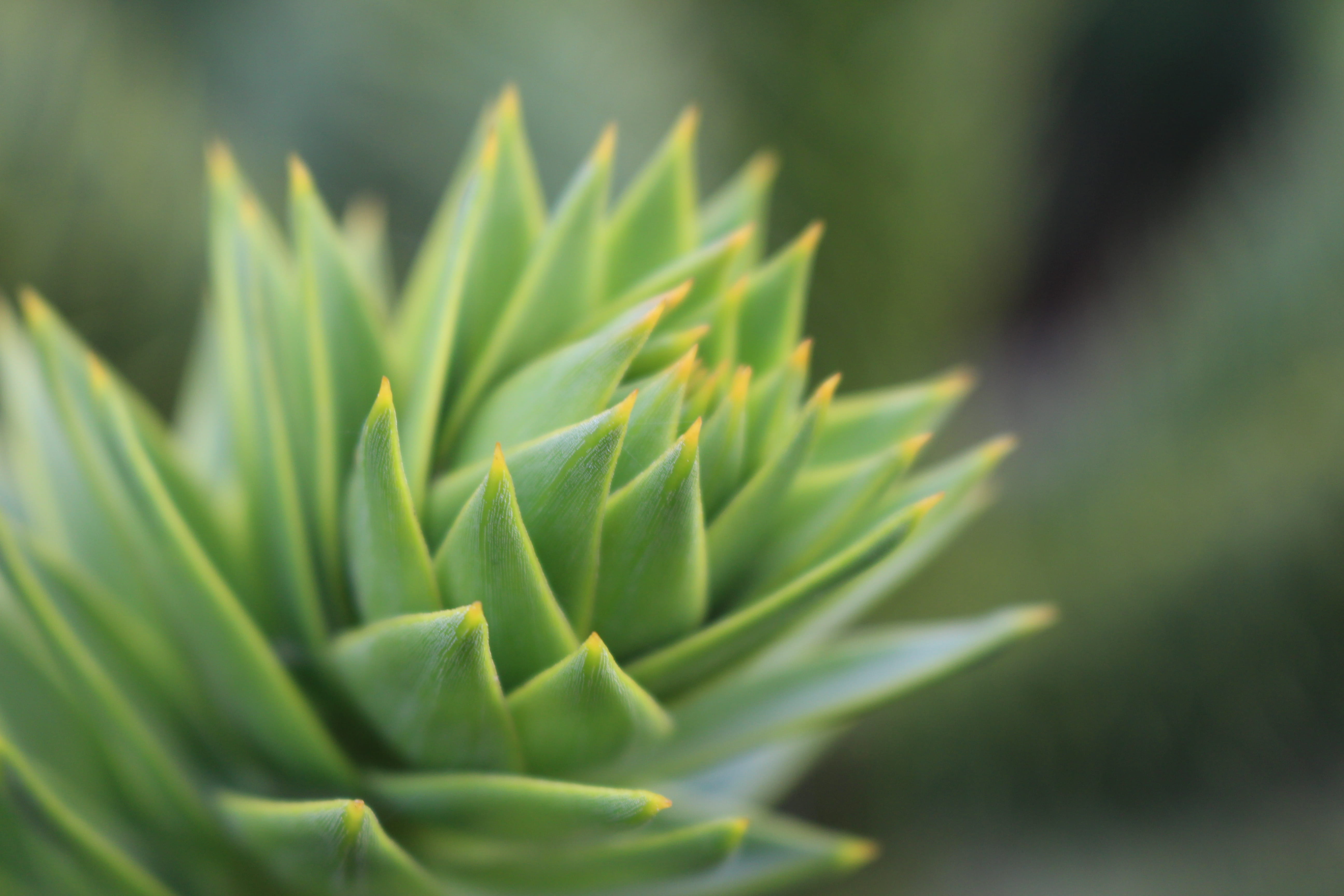 cactus, 5K, day, close-up, succulent, sunlight, freshness, auraucaria, macro, agave, environment, green, focus on foreground, leaves, selective focus, HD Wallpaper