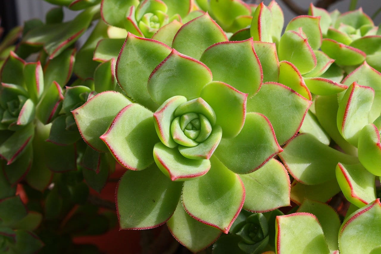person, succulent, photo, flora, growth, echeveria, beauty in nature, taking, plant part, freshness, close-up, ornamental, food and drink, horticulture, HD Wallpaper