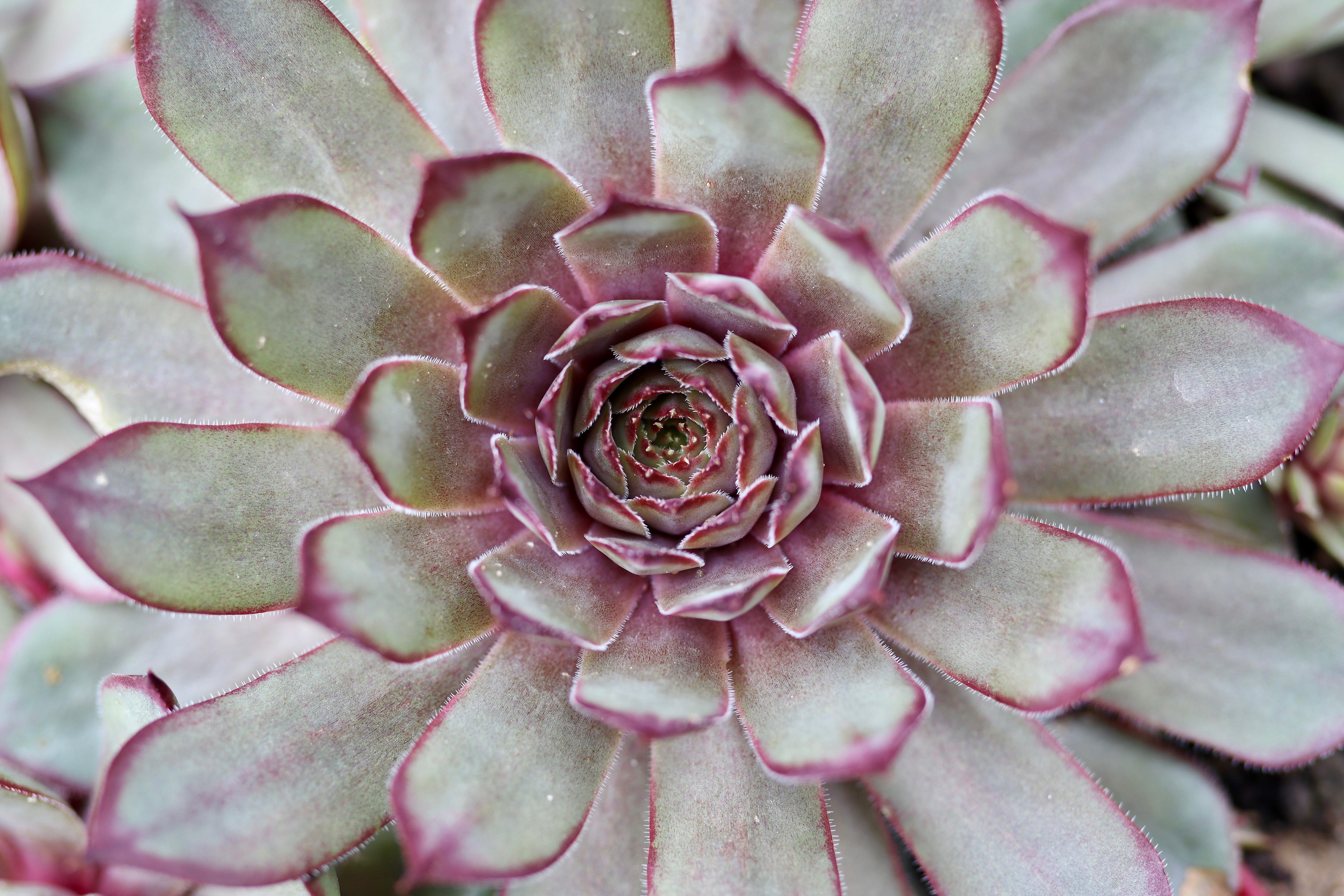 succulent plant, 5K, flowering plant, full frame, petal, growth, inflorescence, flower head, outdoors, echeveria, fragility, pink color, plant, thick sheet greenhouse, HD Wallpaper
