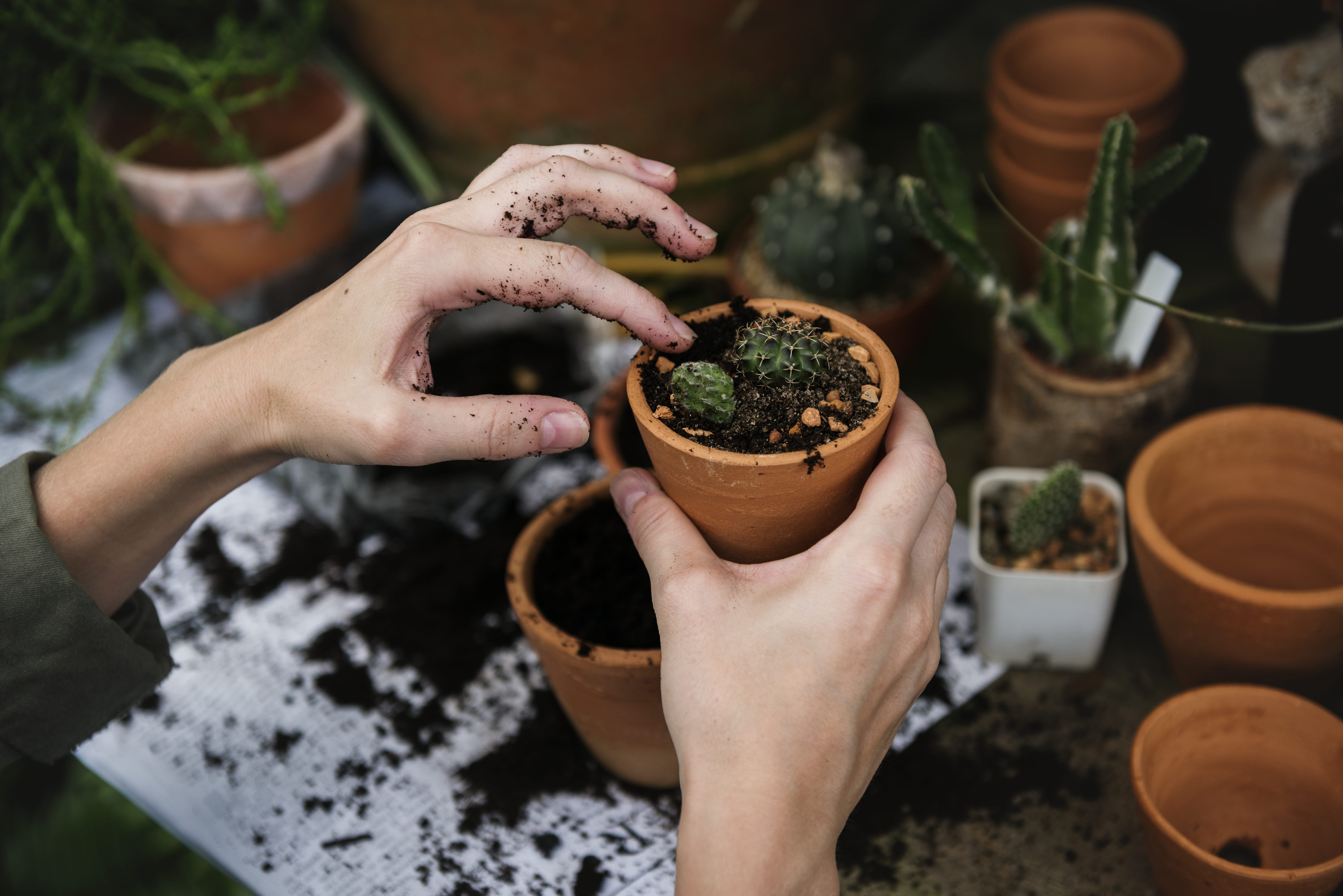 flower pot, healthy eating, potting, terracotta, potted plant, gardening, planting, high angle view, 5K, holding, real people, green, women, food and drink, HD Wallpaper