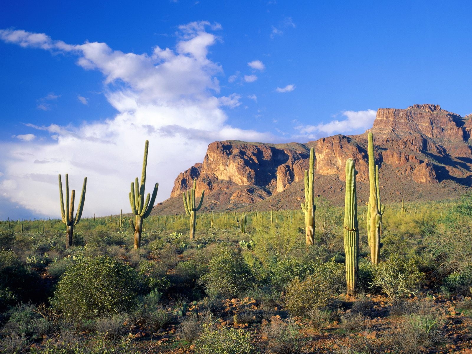 nature, mountains, forest, art, forests, 720P, arizona, tonto, hd, national, superstition, HD Wallpaper