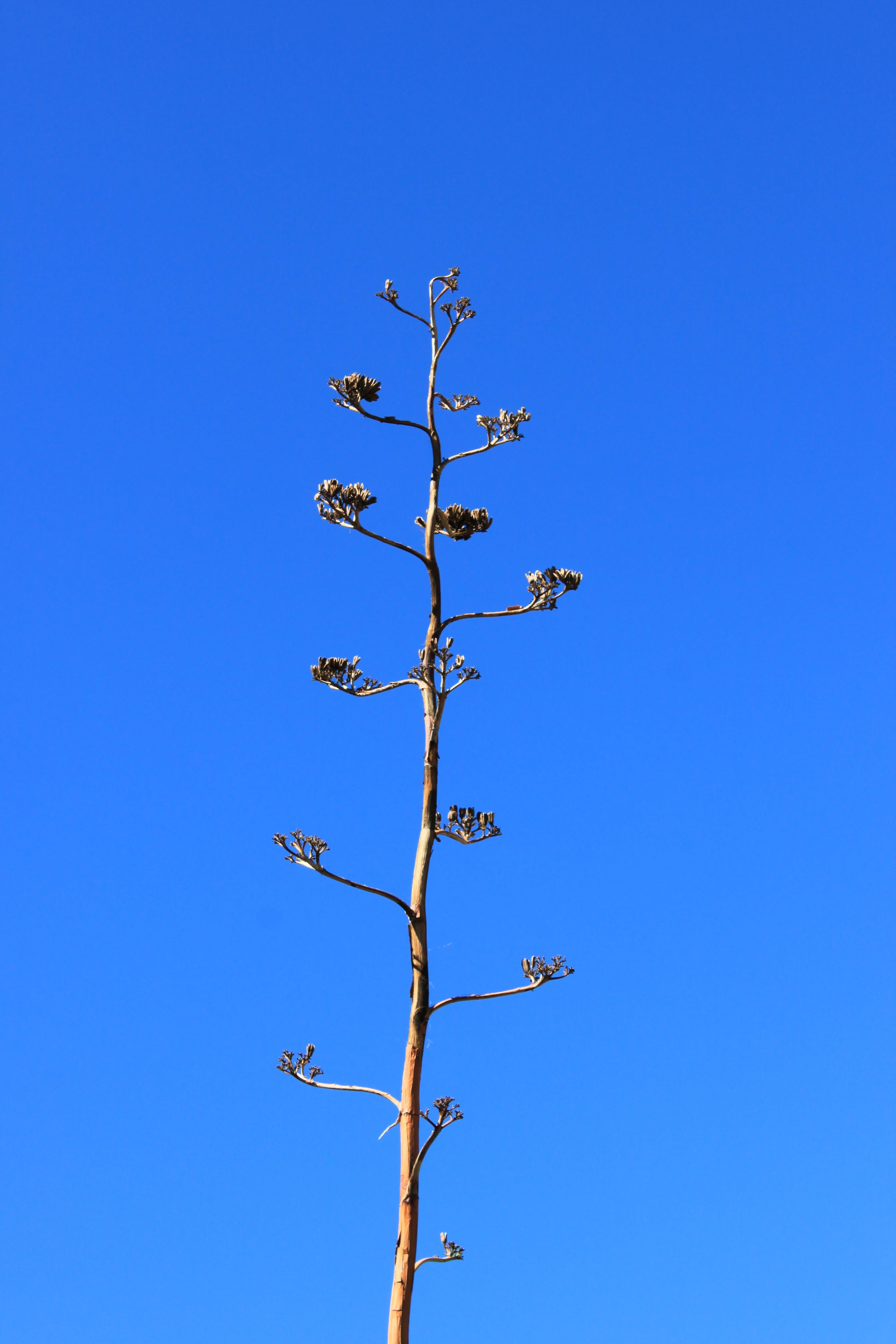 sky, growth, branch, flowering plant, united states, no people, flower, tranquility, clear sky, plant, arizona, low angle view, superstition mountains, Phone HD Wallpaper