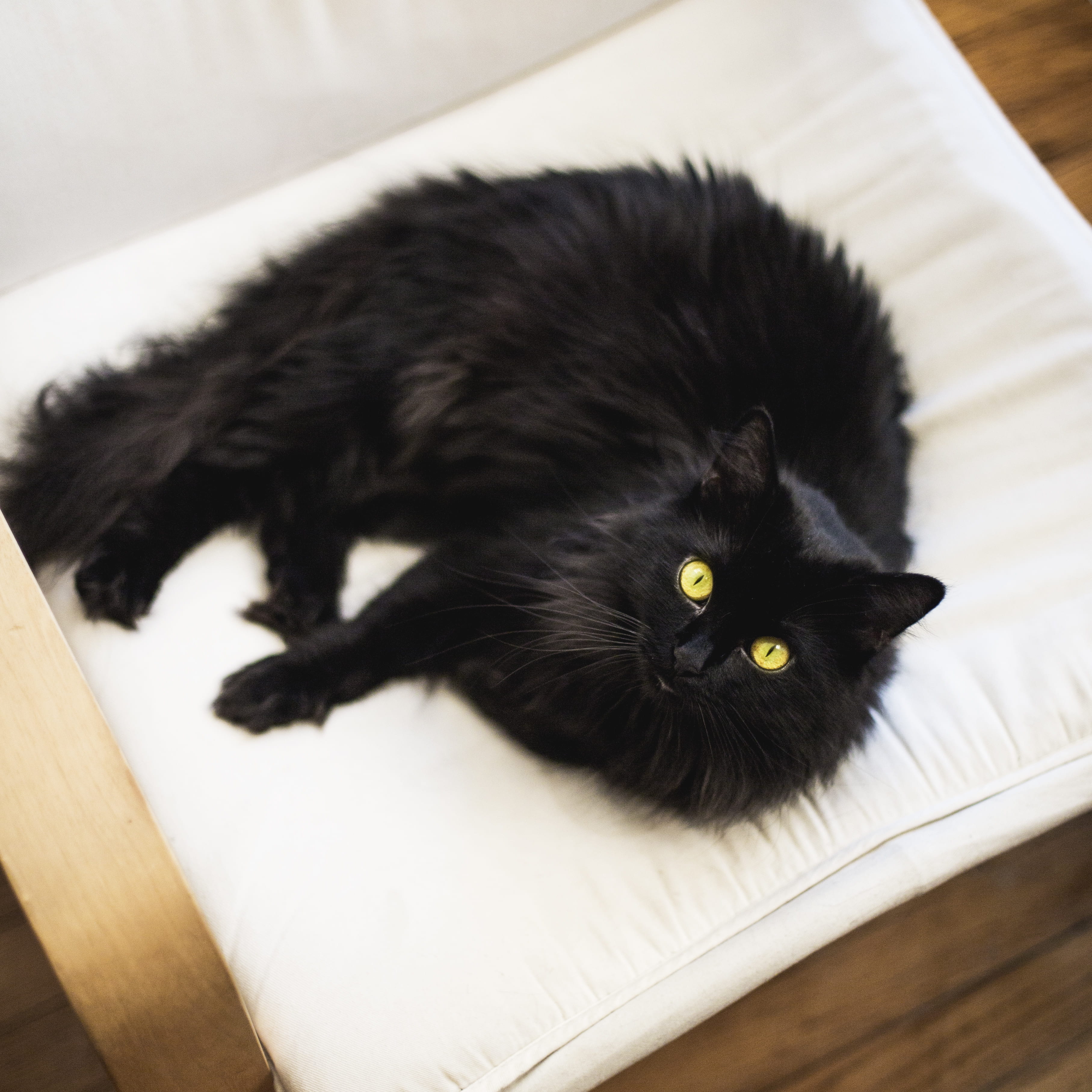 home, whisker, looking at camera, domestic animals, feline, lying, black color, animal themes, cat, indoors, black, pet, foam, animal, look, yellow eyes, Phone HD Wallpaper