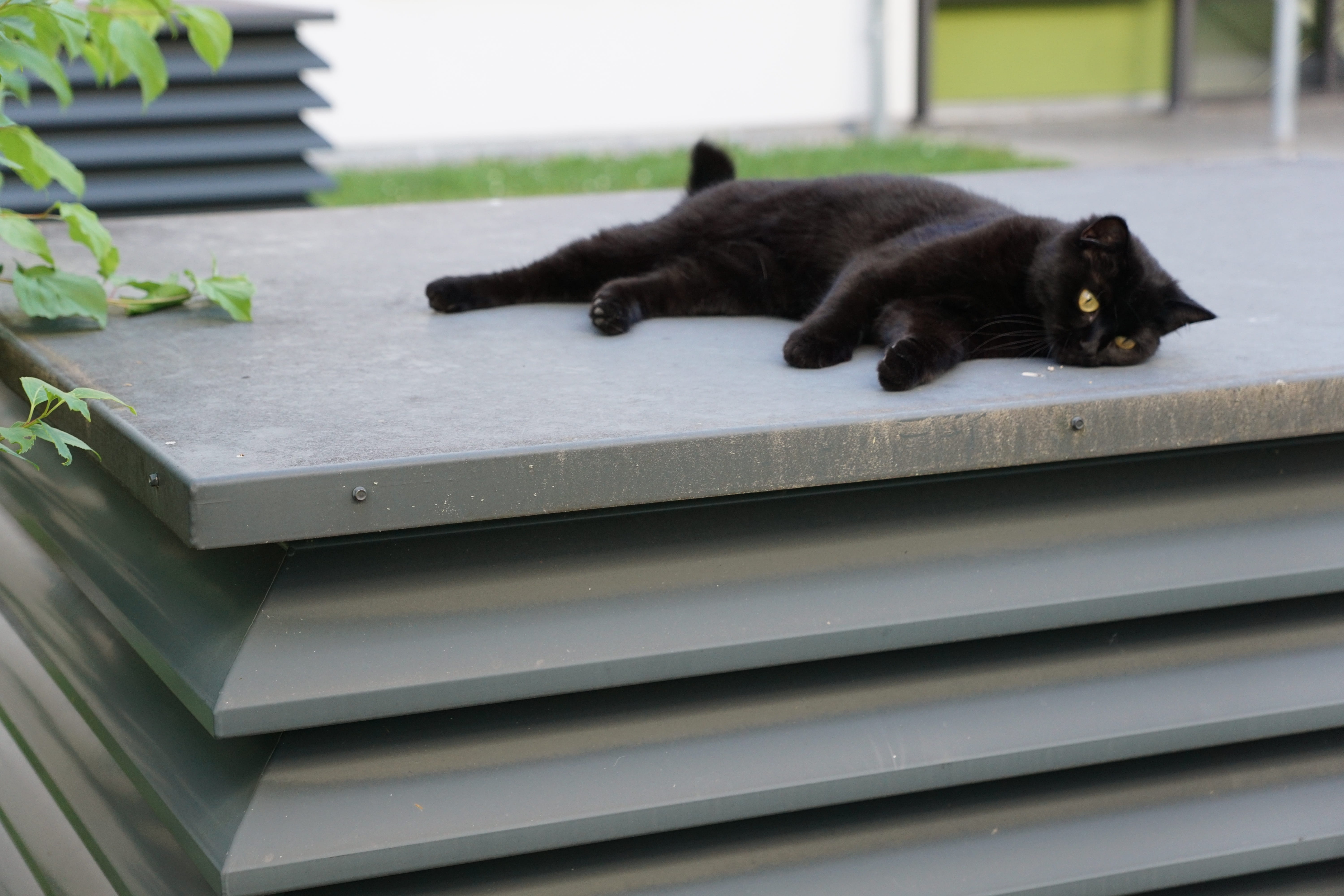 no people, recovery, mammal, indoors, vertebrate, feline, lying down, barsik, 5K, right, pets, domestic, superstition, one animal, animal themes, Relax, HD Wallpaper