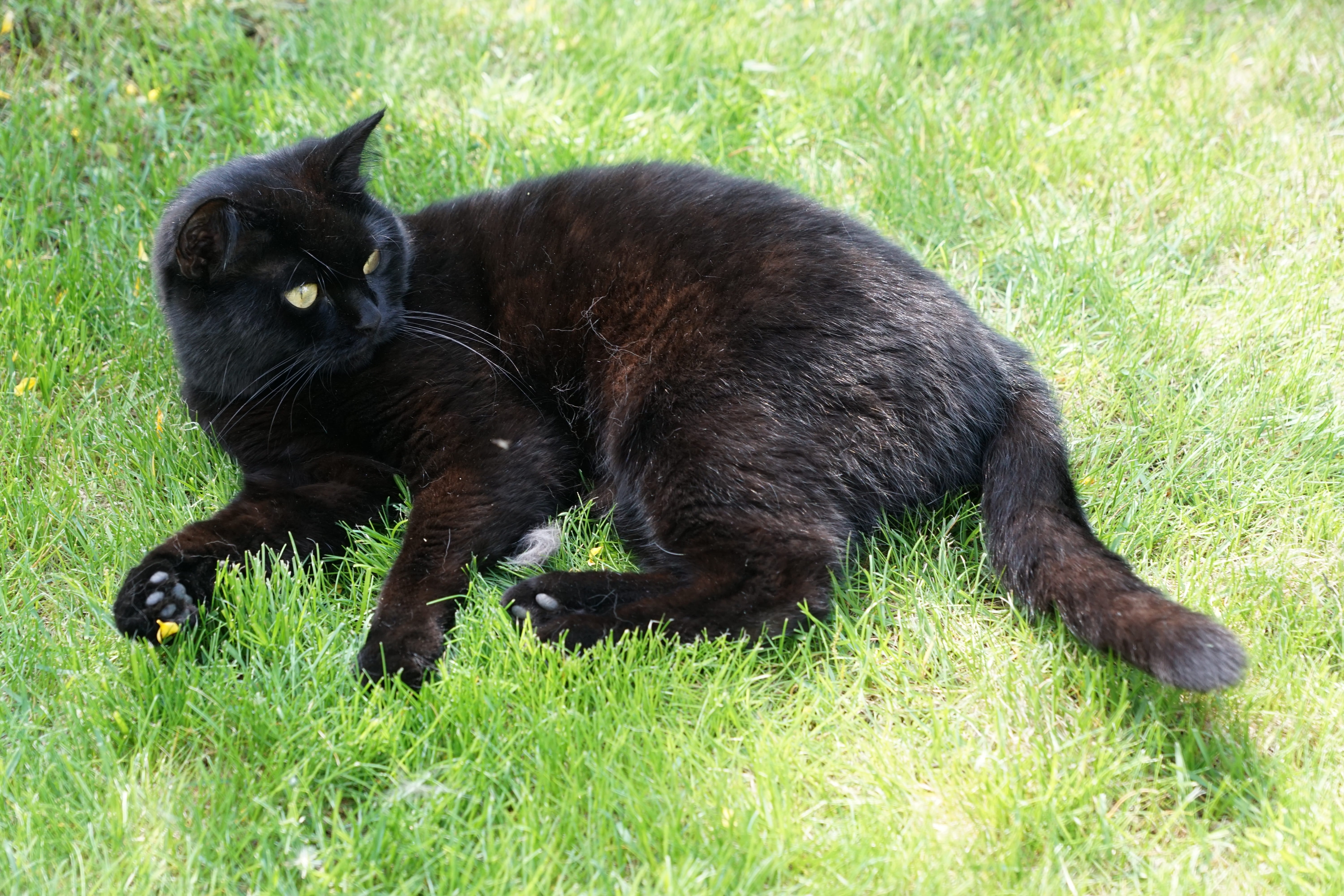samtfoten, domestic cat, land, animal, paws, ears, mammal, black color, day, grass, no people, faith, feline, velvet, lauer, outdoors, vertebrate, eyes, HD Wallpaper