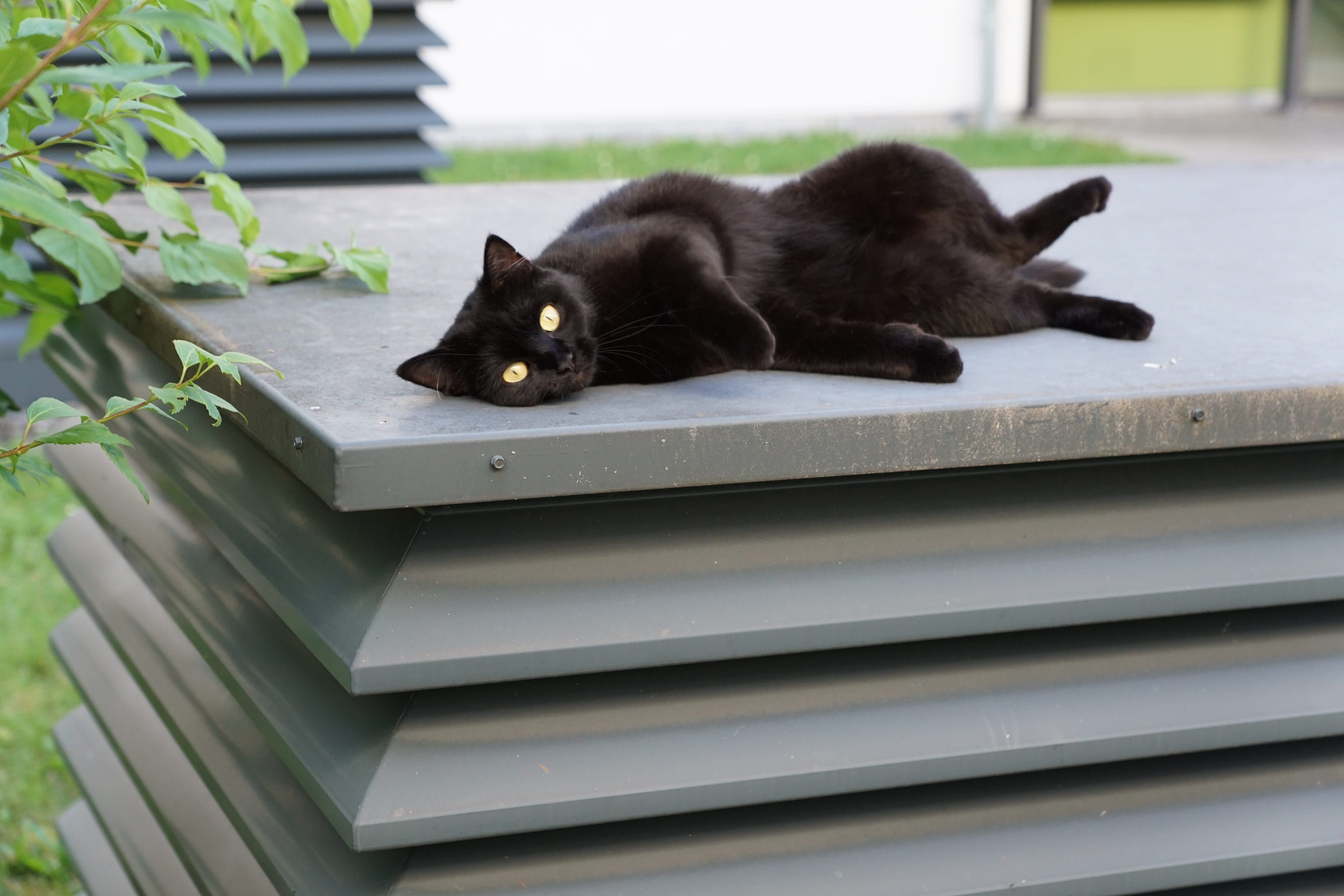 black color, domestic cat, animal themes, resting, mammal, dog, no people, feline, grey, one animal, pets, Recover, lying down, portrait, Luck, Cat, looking at camera, HD Wallpaper