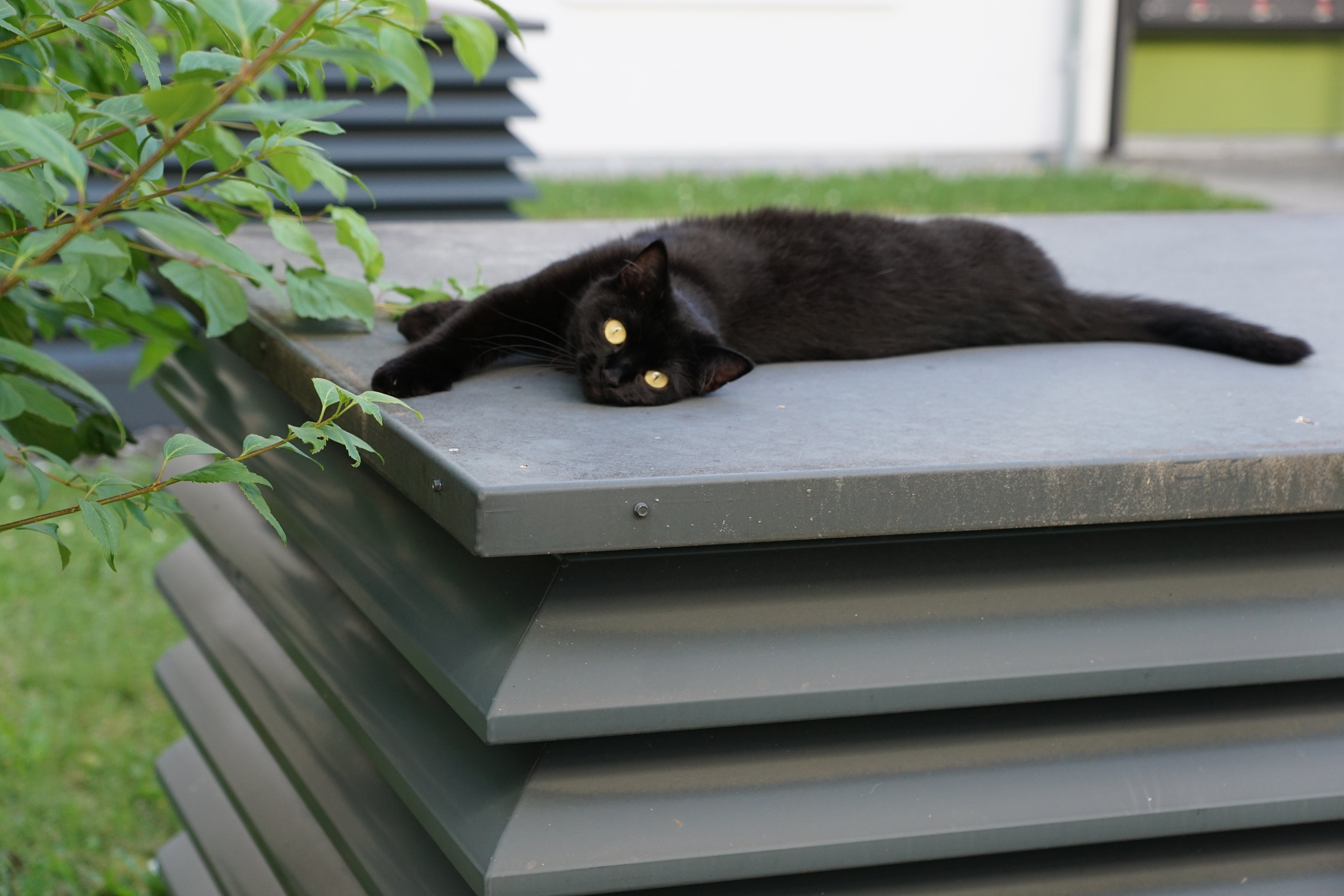 one animal, black color, 5K, pets, luck, day, whisker, superstition, grey, barsik, domestic, animal themes, black, plant, recover, yellow eyes, lying down, HD Wallpaper