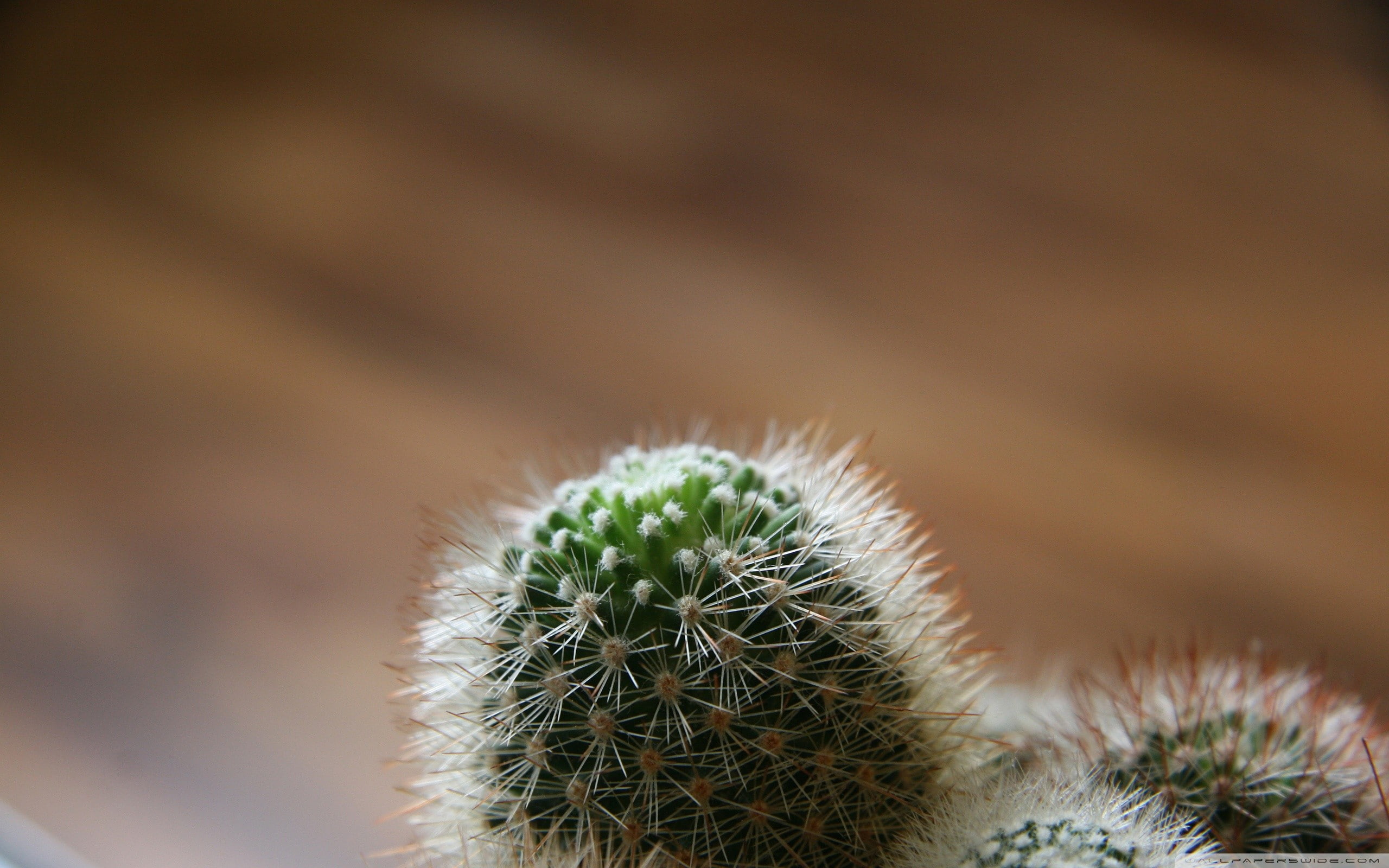 plants, 2K, simple background, cactus, minimalism, depth of field, macro, HD Wallpaper