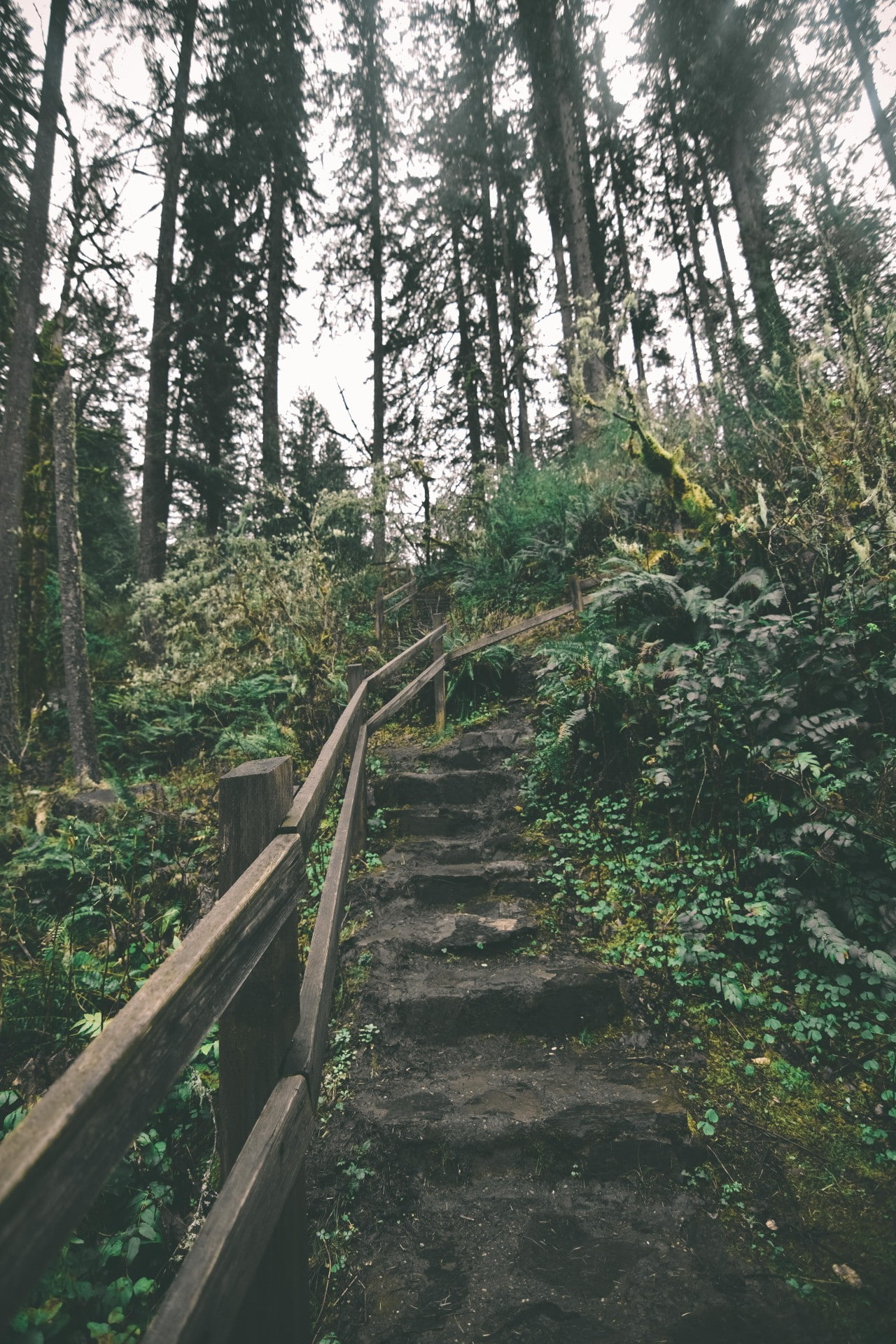 trees, nature, land, Oregon, tranquil scene, the way forward, steps, no people, day, 1080P, tranquility, plant, railing, growth, staircase, fence, tree, Phone HD Wallpaper