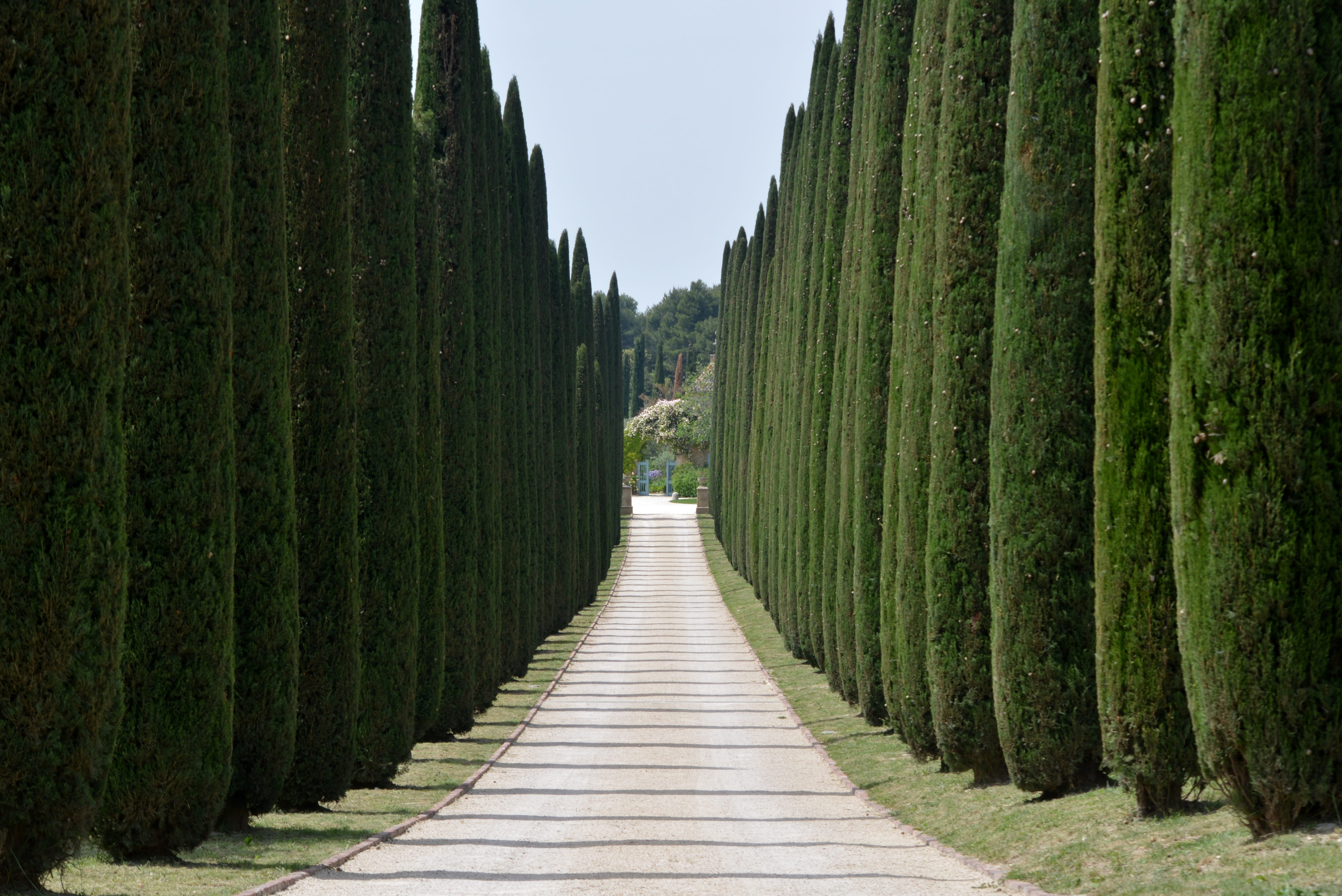 plant, park, long, access, tree, side, tranquility, the way forward, road, straight, datyime, outdoors, wood - material, land, beauty in nature, narrow, HD Wallpaper