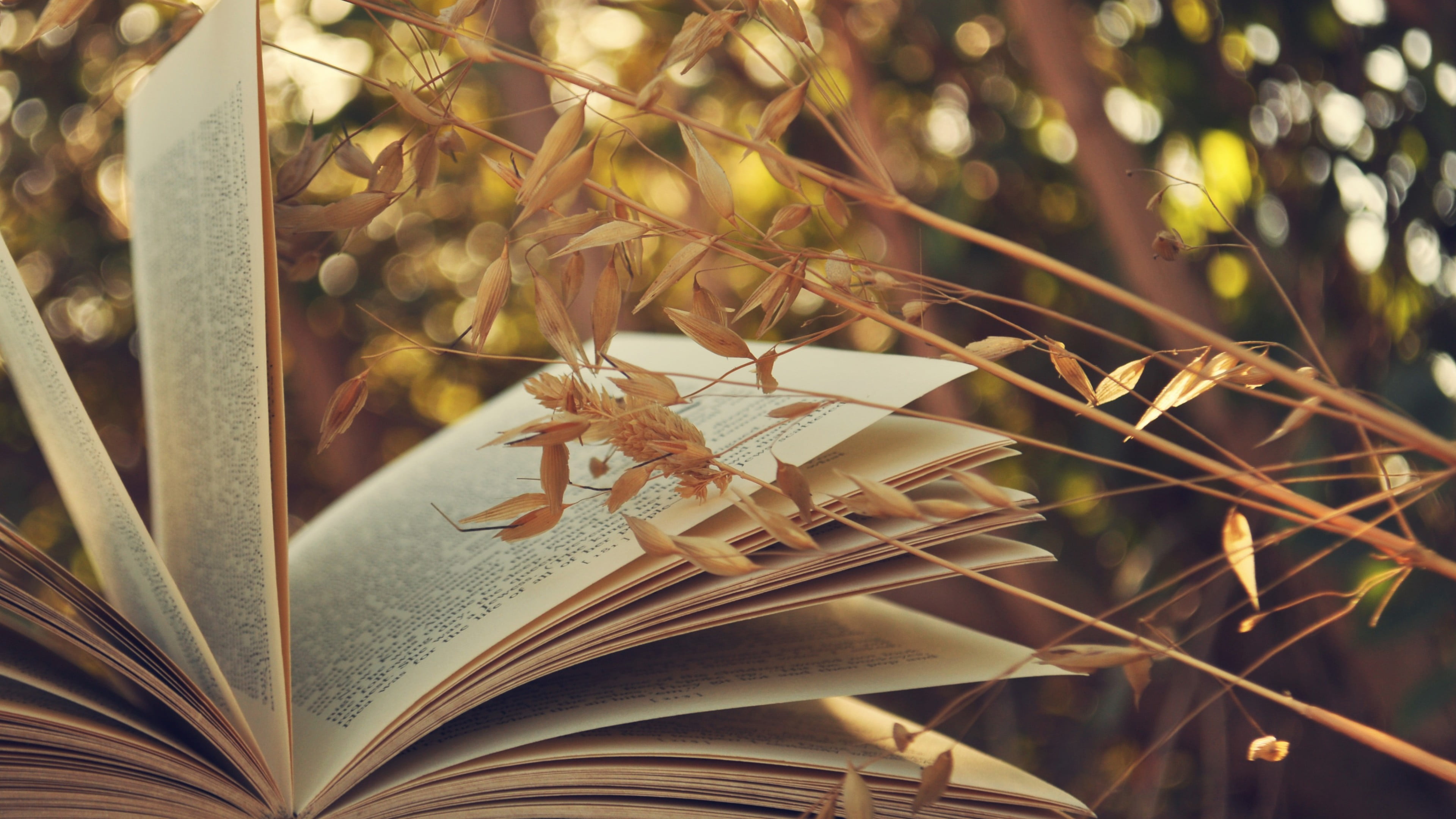 animal, selective focus, day, 4K, animals in the wild, sunlight, photography, close-up, branch, focus on foreground, publication, leaf, education, bokeh, HD Wallpaper