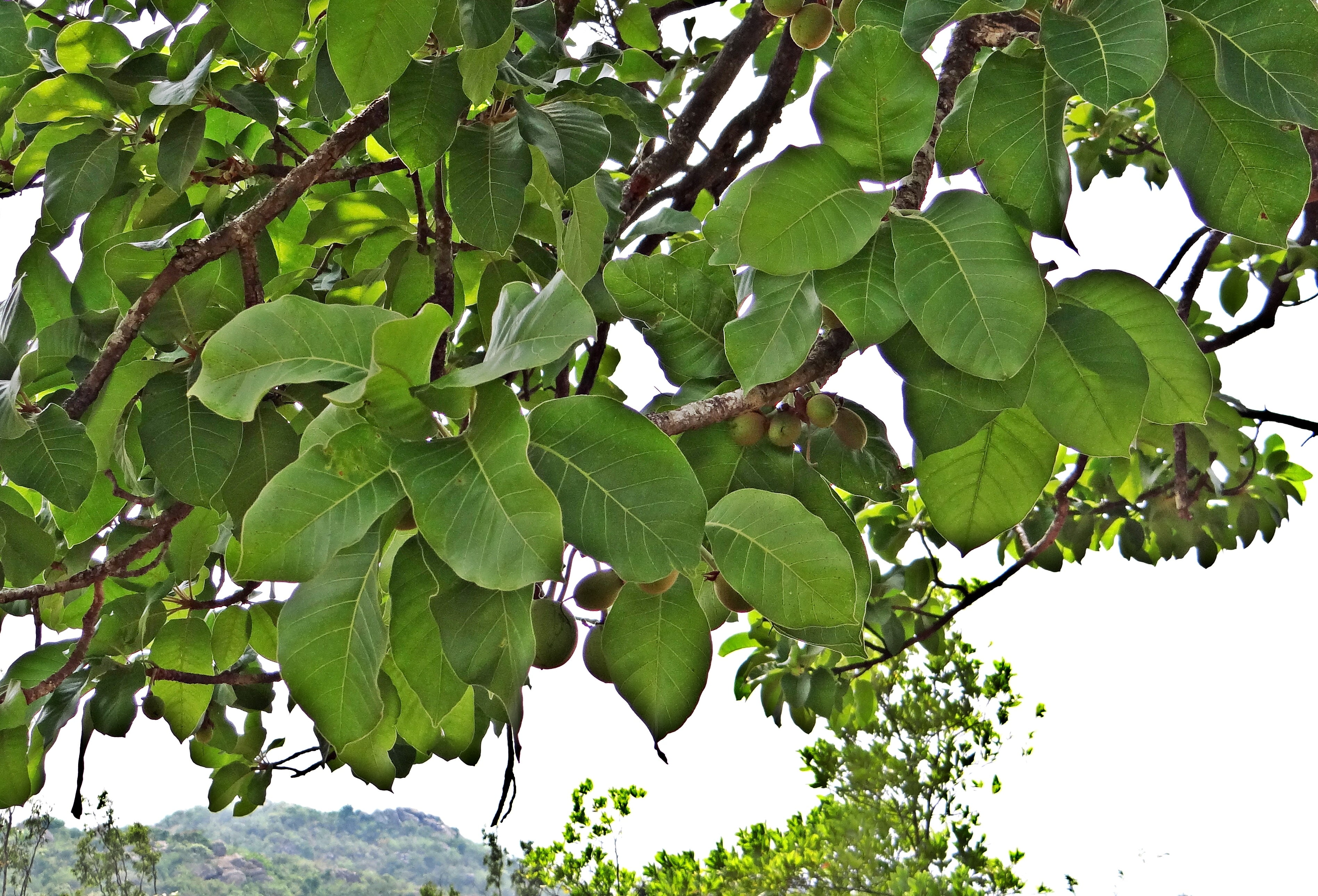 outdoors, low angle view, fruits, growth, 2K, healthy eating, iluppai, freshness, plant part, no people, plant, madhuca longifolia, tranquility, leaves, HD Wallpaper