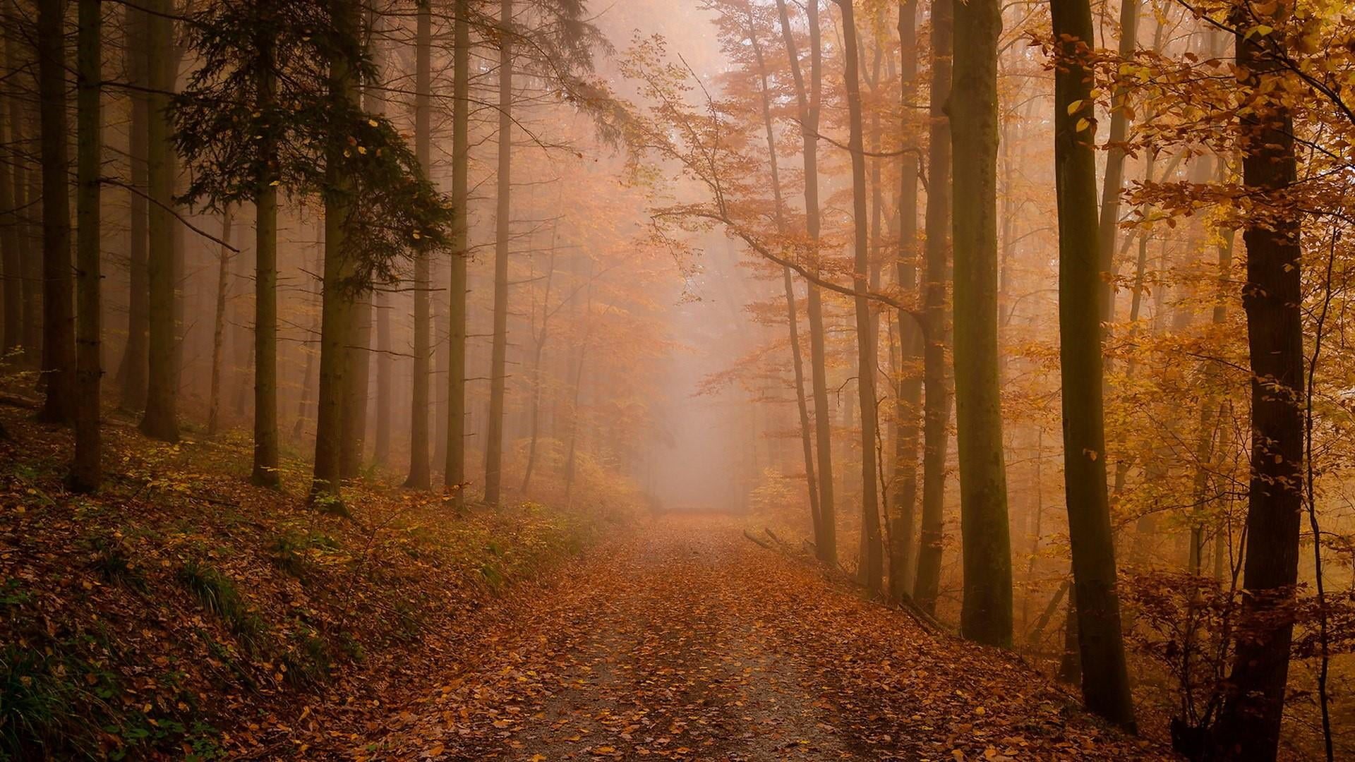 tranquility, pathway, direction, 1080P, beauty in nature, deciduous, mist, scenics - nature, autumn, no people, nature, environment, woodland, tranquil scene, HD Wallpaper