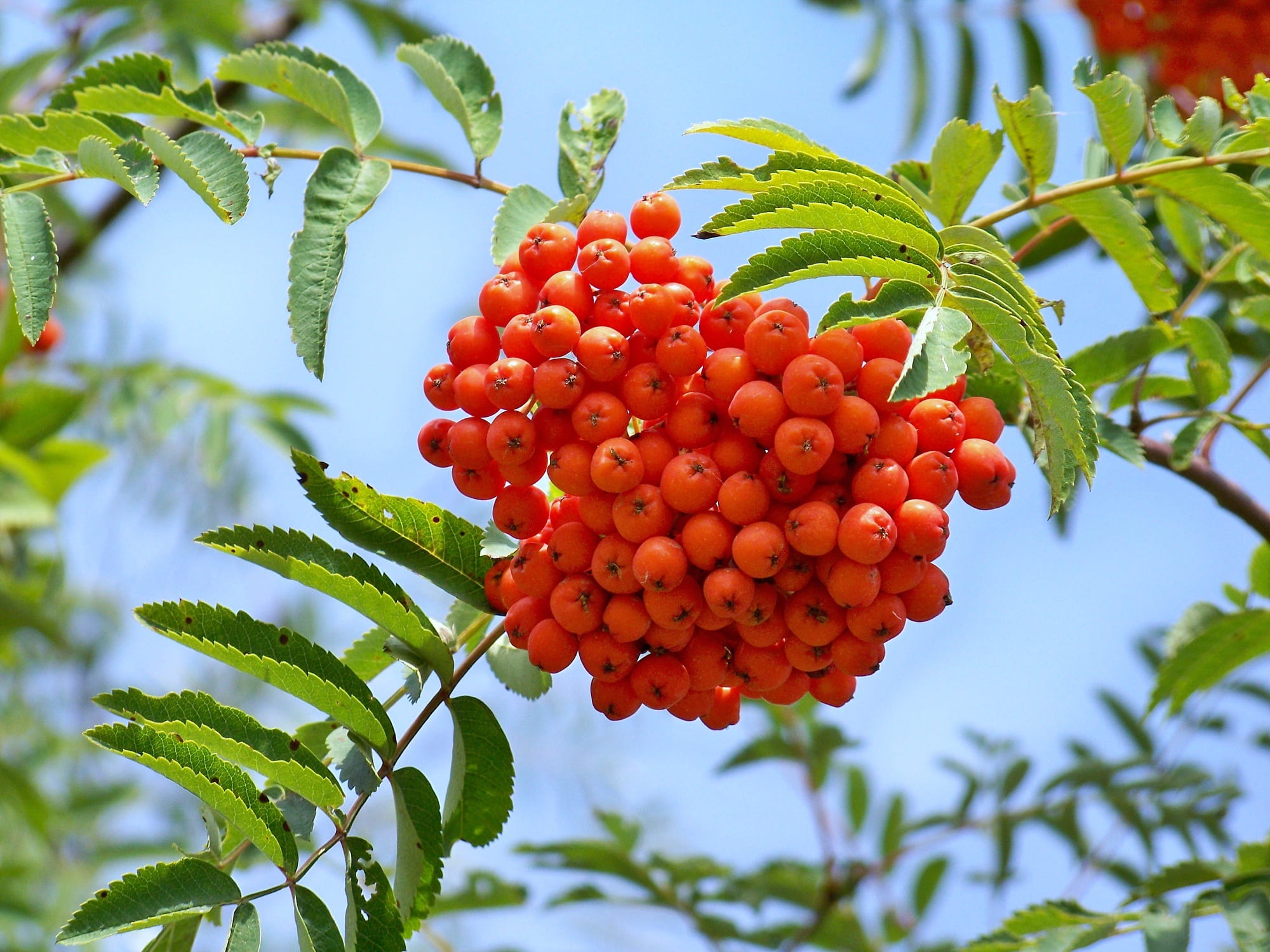 green color, tree, rowanberry, focus on foreground, nature, plant, fruit, food, low angle view, freshness, plant part, leaf, rowan berry, wellbeing, day, HD Wallpaper