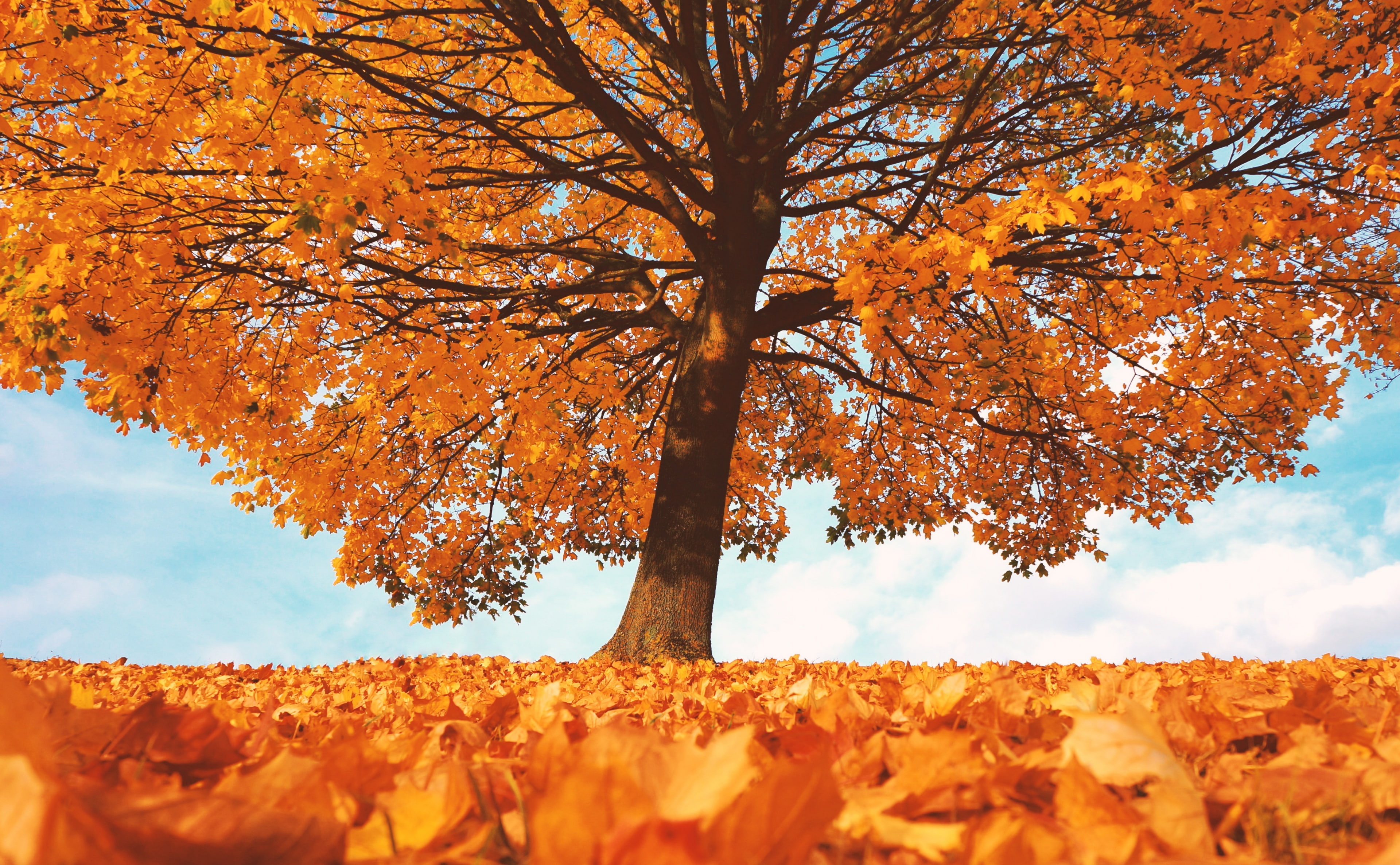 autumn collection, Scenery, Seasons, plant, Leaves, change, Autumn, tree trunk, Fall, 4K, day, Beautiful, outdoors, Beauty, Yellow, Dried, sky, Amazing, HD Wallpaper