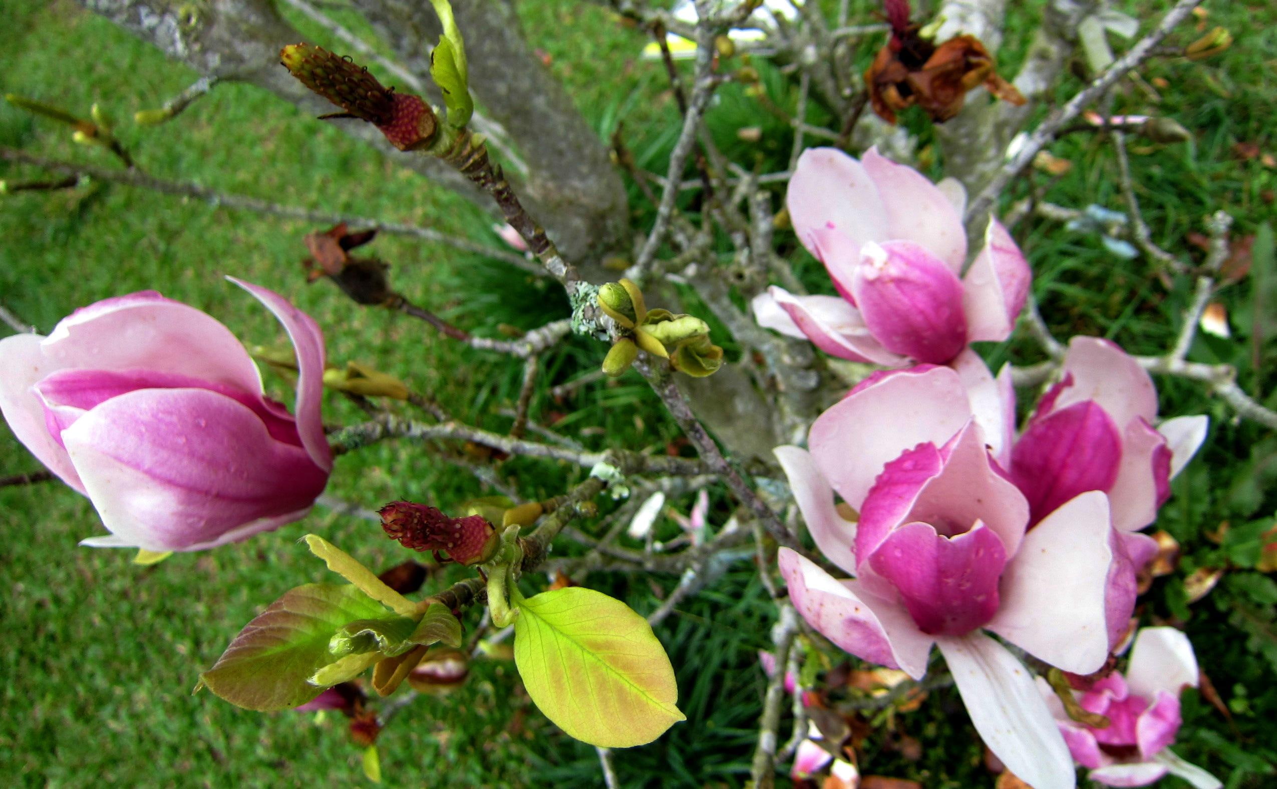 obovate, liliflora, ornamental plants, deciduous trees, magnolia, 3d and abstract, 1080P, pretty, desr, HD Wallpaper