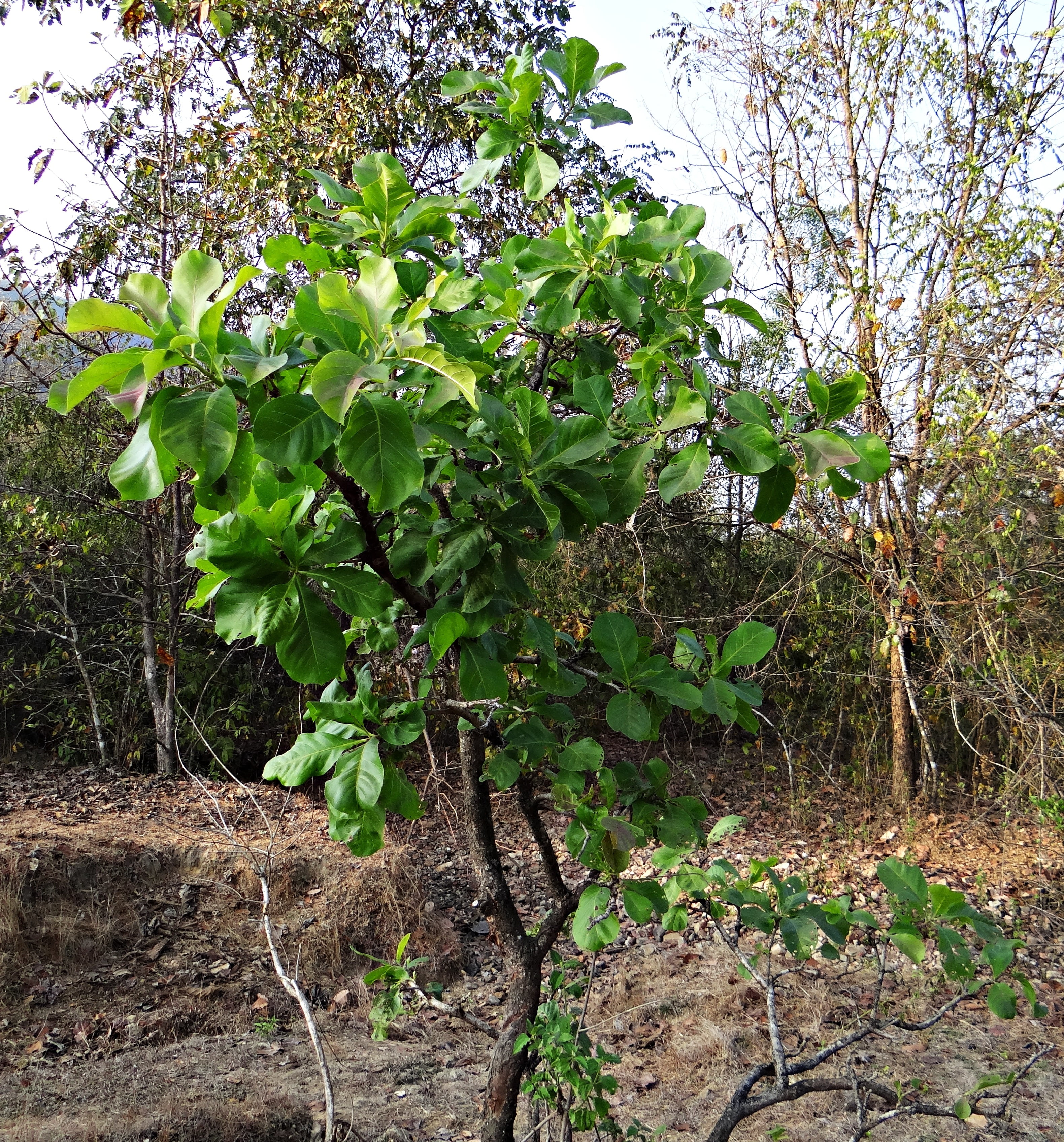 iluppai, leaf, mahwa, food and drink, outdoors, agriculture, madhuca indica, healthy eating, tranquility, madhuca longifolia, day, branch, plant, green color, Phone HD Wallpaper