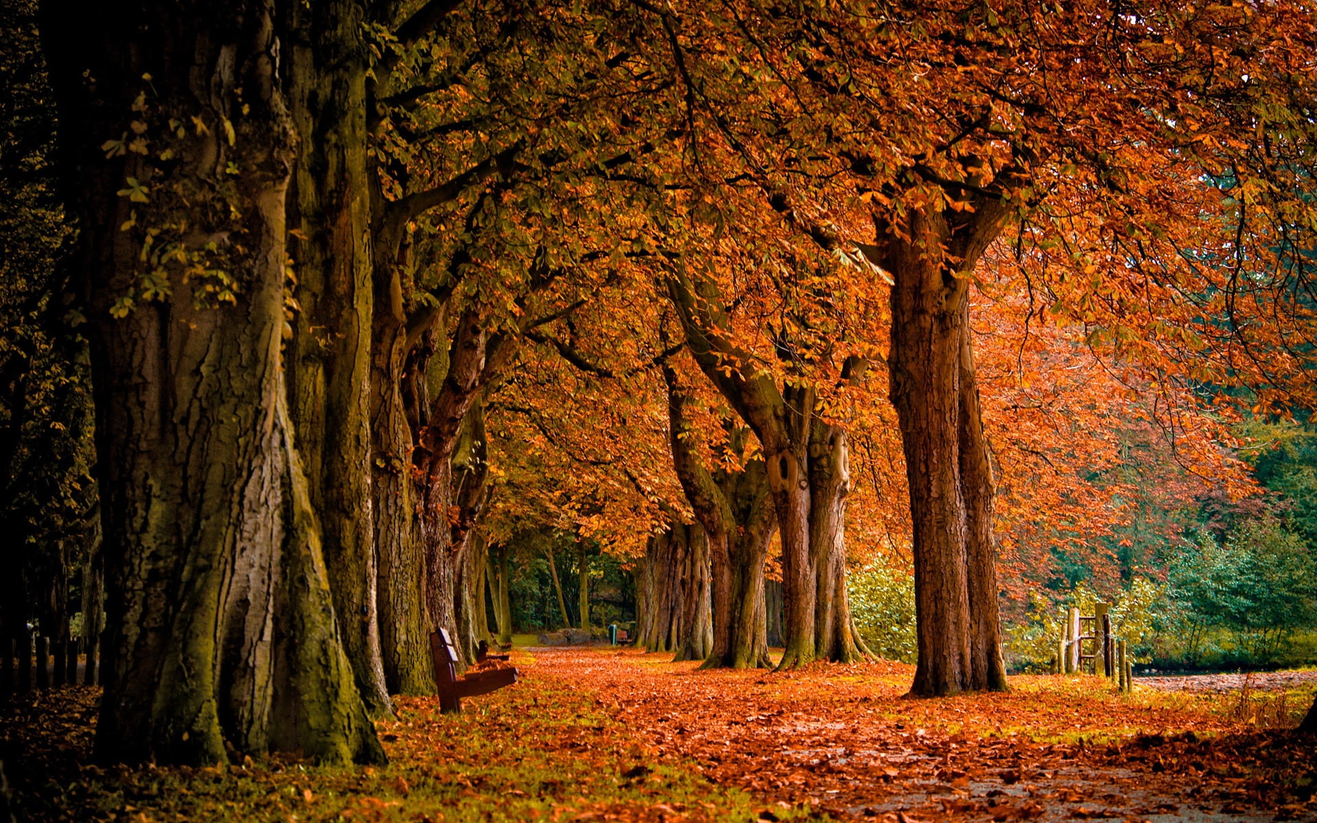 Park, 1080P, Red, Ground, Leaves, Autumn, HD Wallpaper