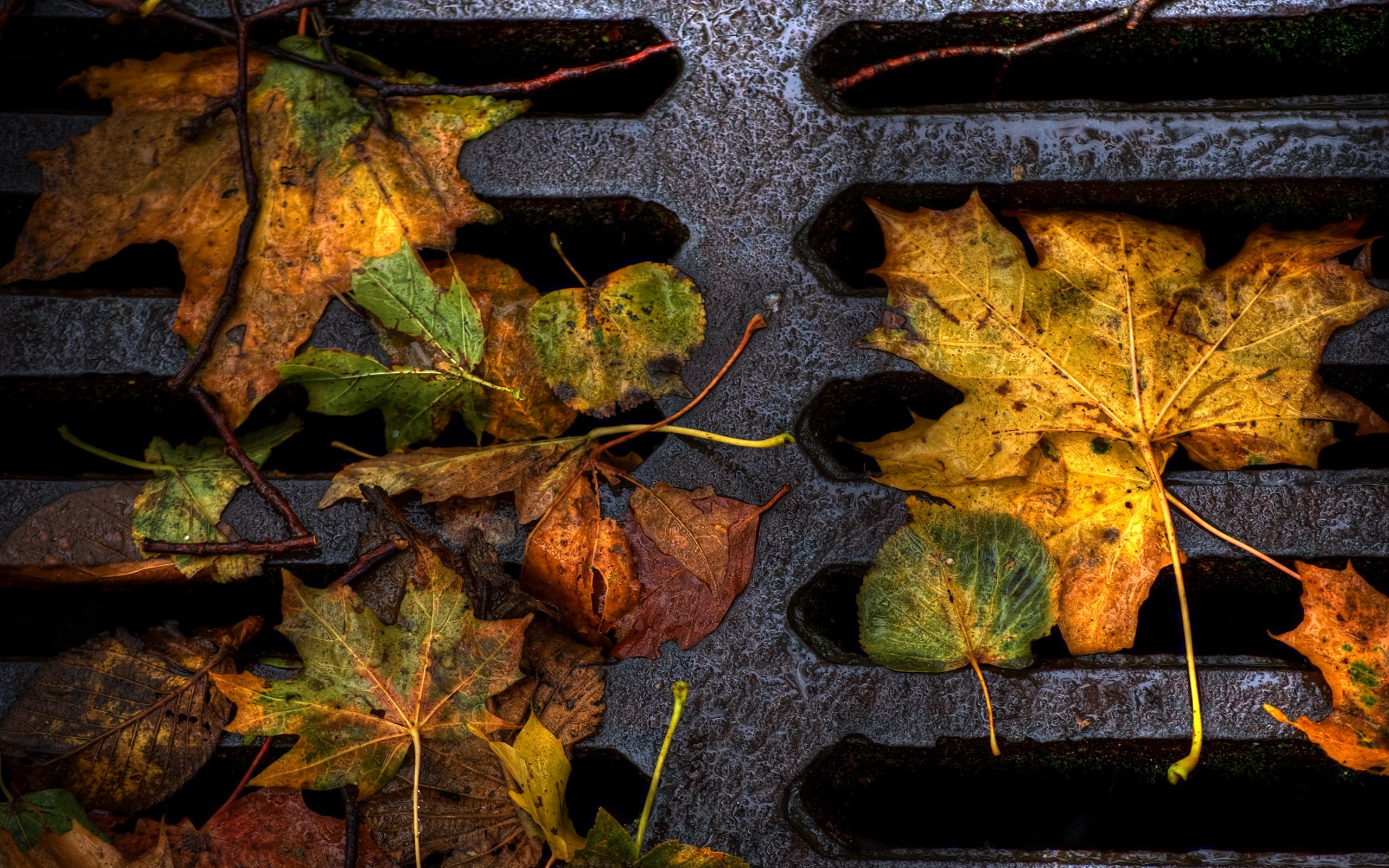 Ground, close, 2K, Leaves, Autumn, HD Wallpaper