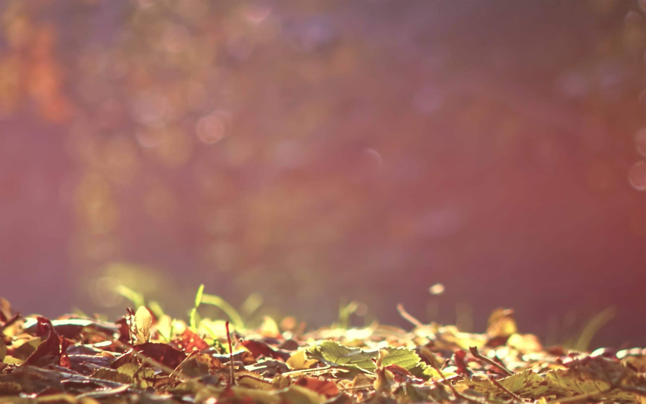 field, grass, red, nature, morning, pattern, green, environment, landscape, close-up, light, abstract, scenics, shiny, plant, gold Colored, tranquility, HD Wallpaper