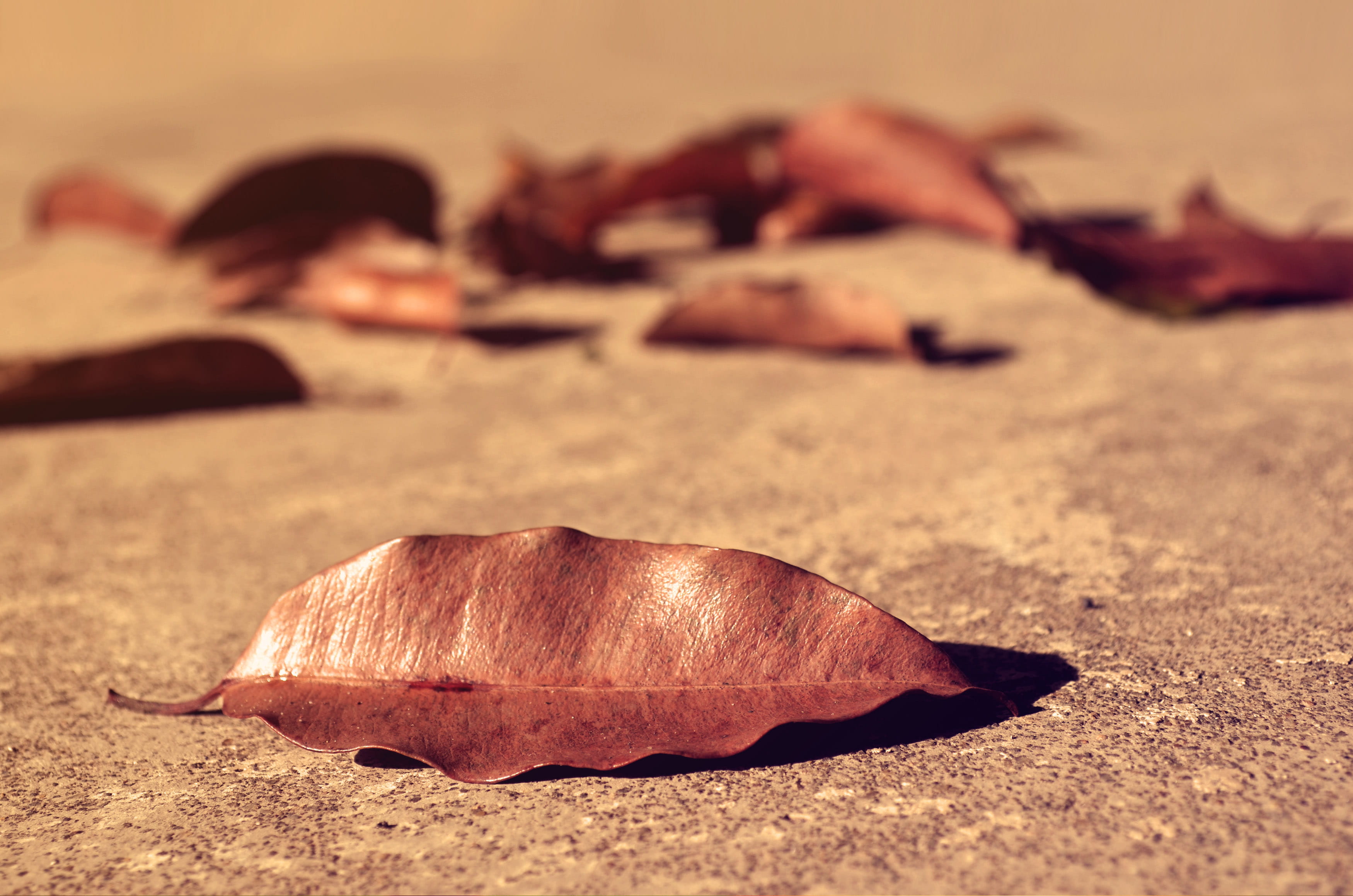 plant, ideas, selective focus, trees, outdoors, lying down, fallen, nature, 2K, concepts, brown, sand, no people, green, vulnerability, focus on foreground, HD Wallpaper