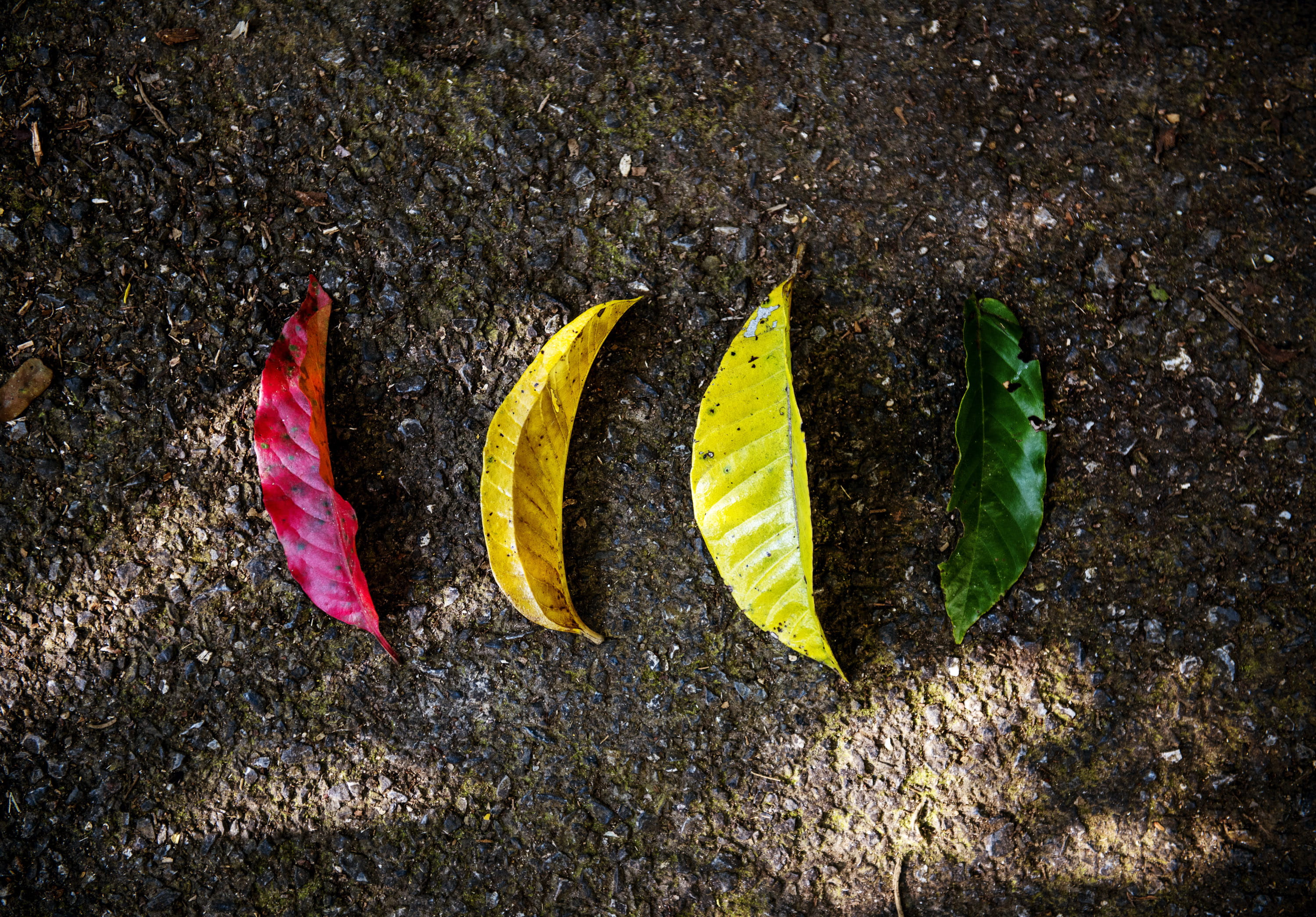plant part, yellow, fragility, outdoors, autumn, leaf, land, street, nature, beauty in nature, Plant, falling, fallen, vulnerability, textured, Green, fresh, HD Wallpaper
