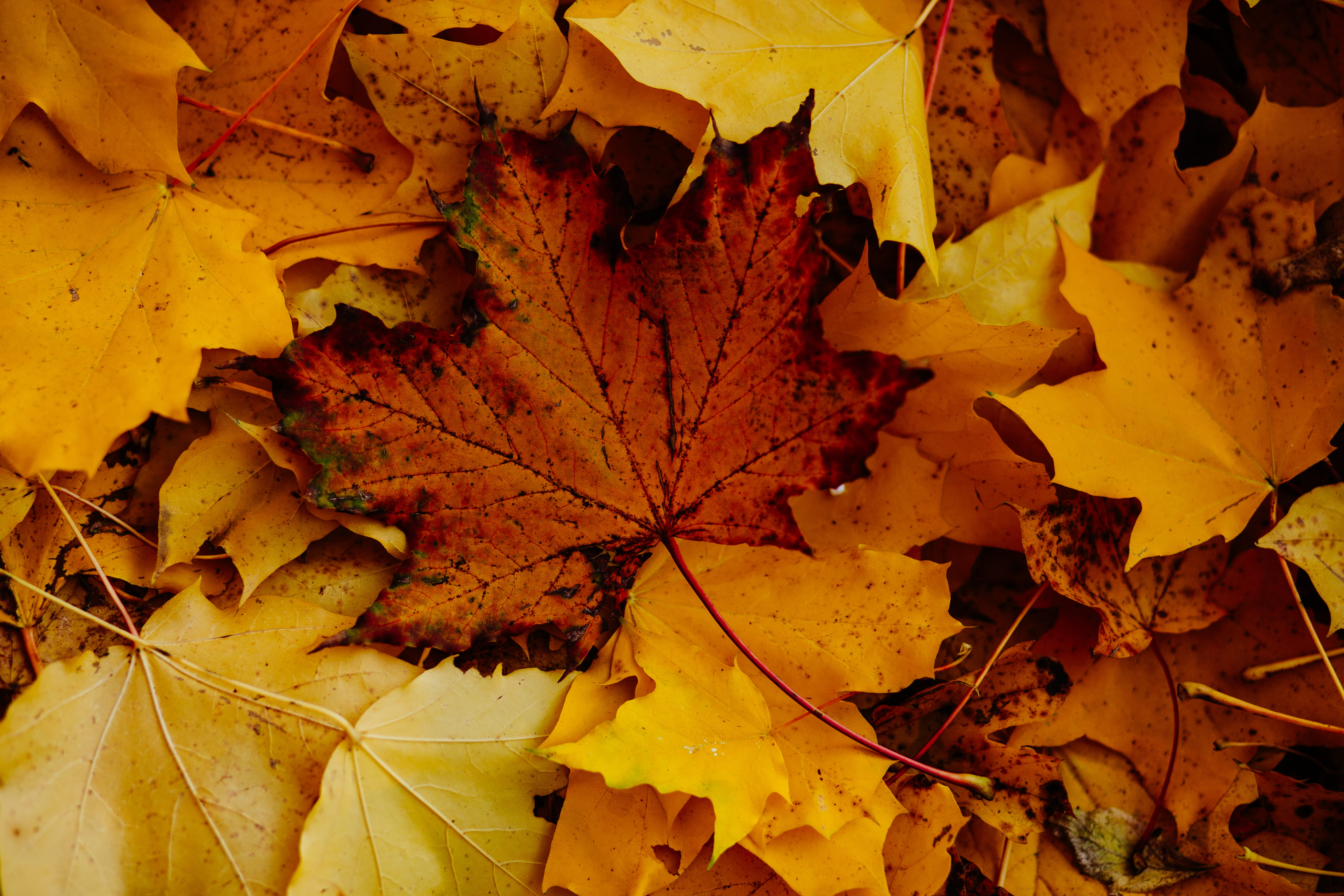 fall, autumn, photo, close-up, full frame, outdoors, dry leaves, no people, beauty in nature, fragility, close, leaves, maple leaves, fallen leaves, plant, HD Wallpaper