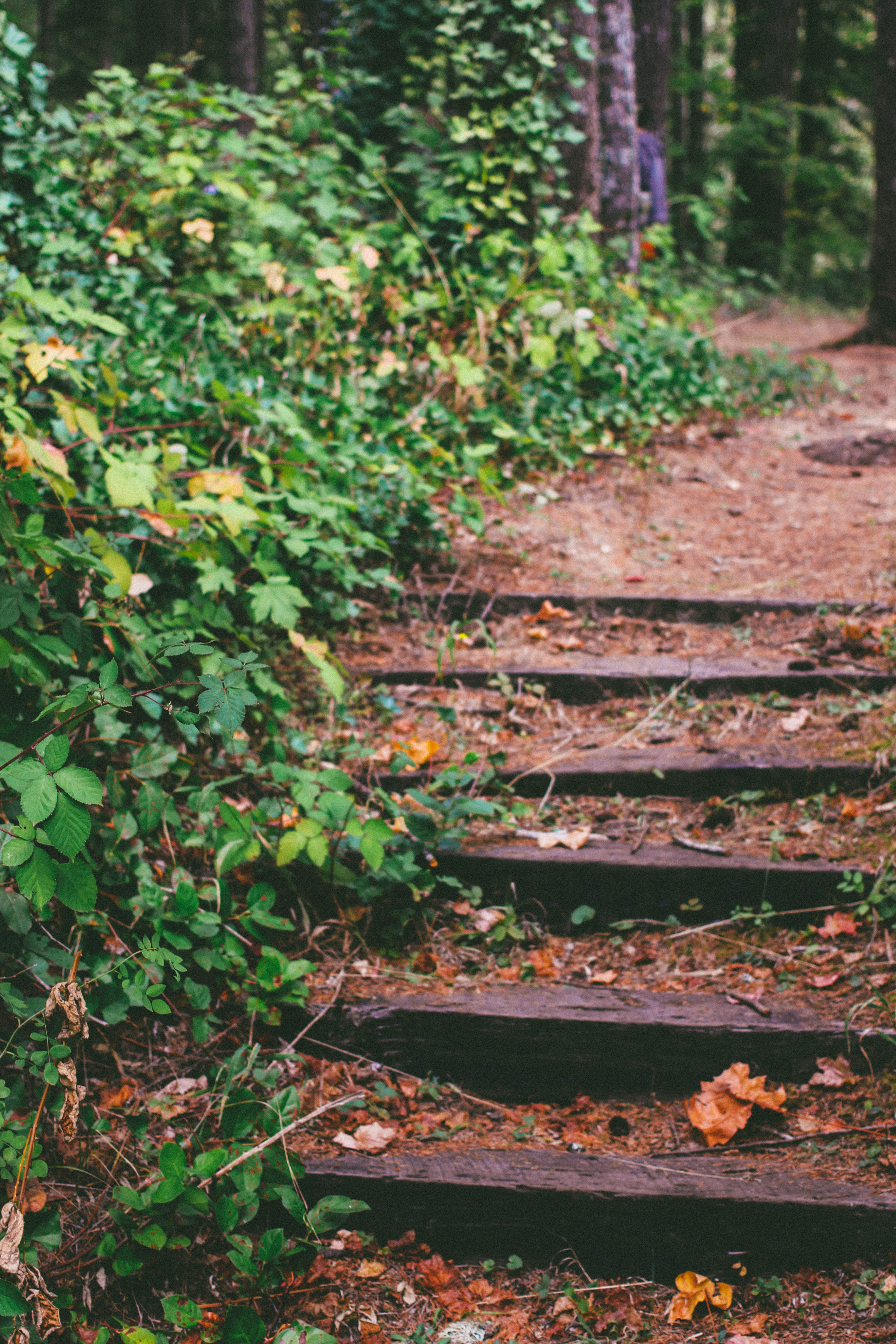 trail, outdoors, plants, the way forward, plant, track, wet, beauty in nature, growth, direction, selective focus, gravel, forest, step, footpath, wood, Phone HD Wallpaper