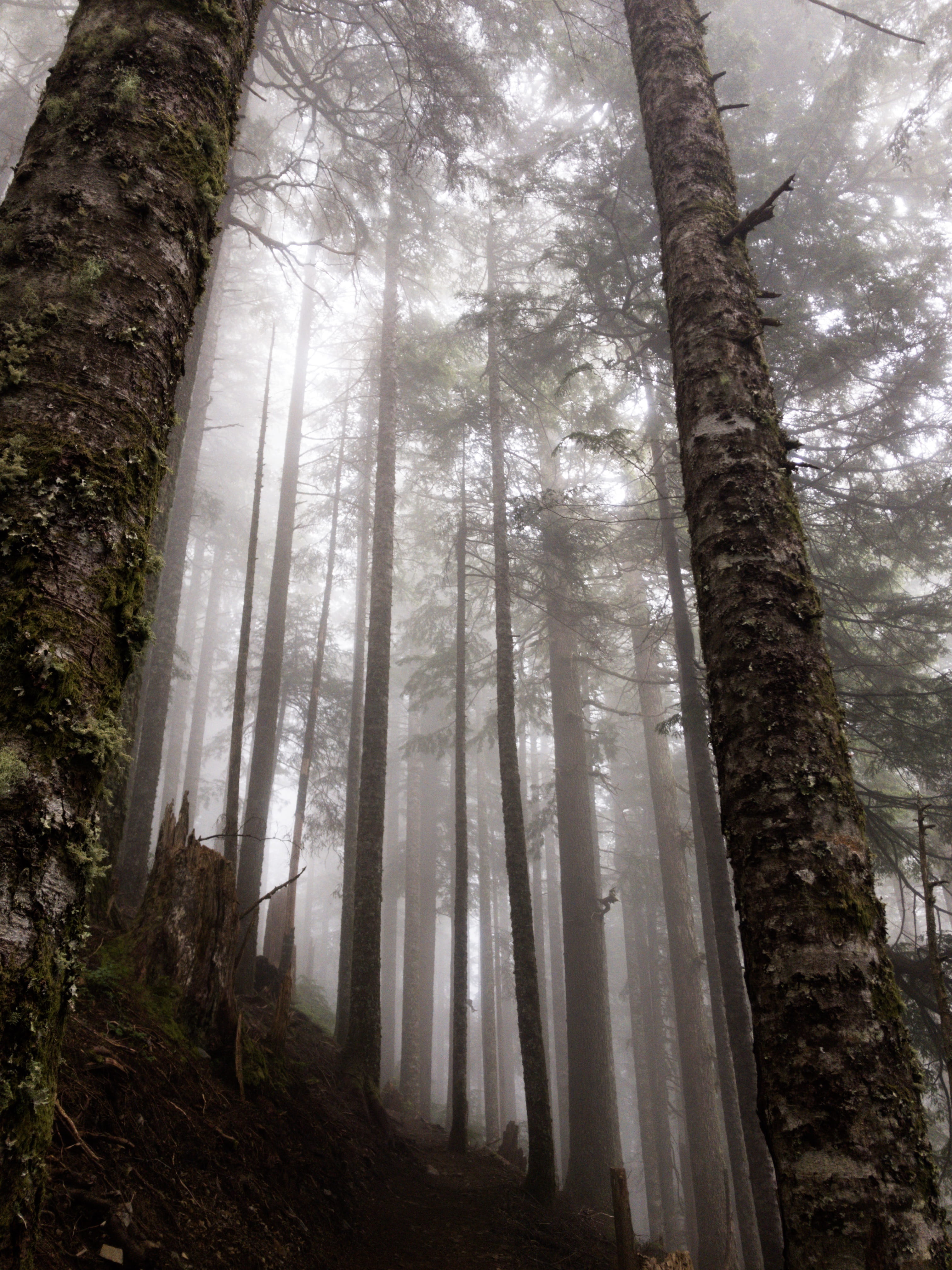 low angle view, environment, north bend, coniferous tree, 4K, forest, nature, growth, plant, no people, tall - high, tranquil scene, outdoors, tree, non-urban scene, Phone HD Wallpaper
