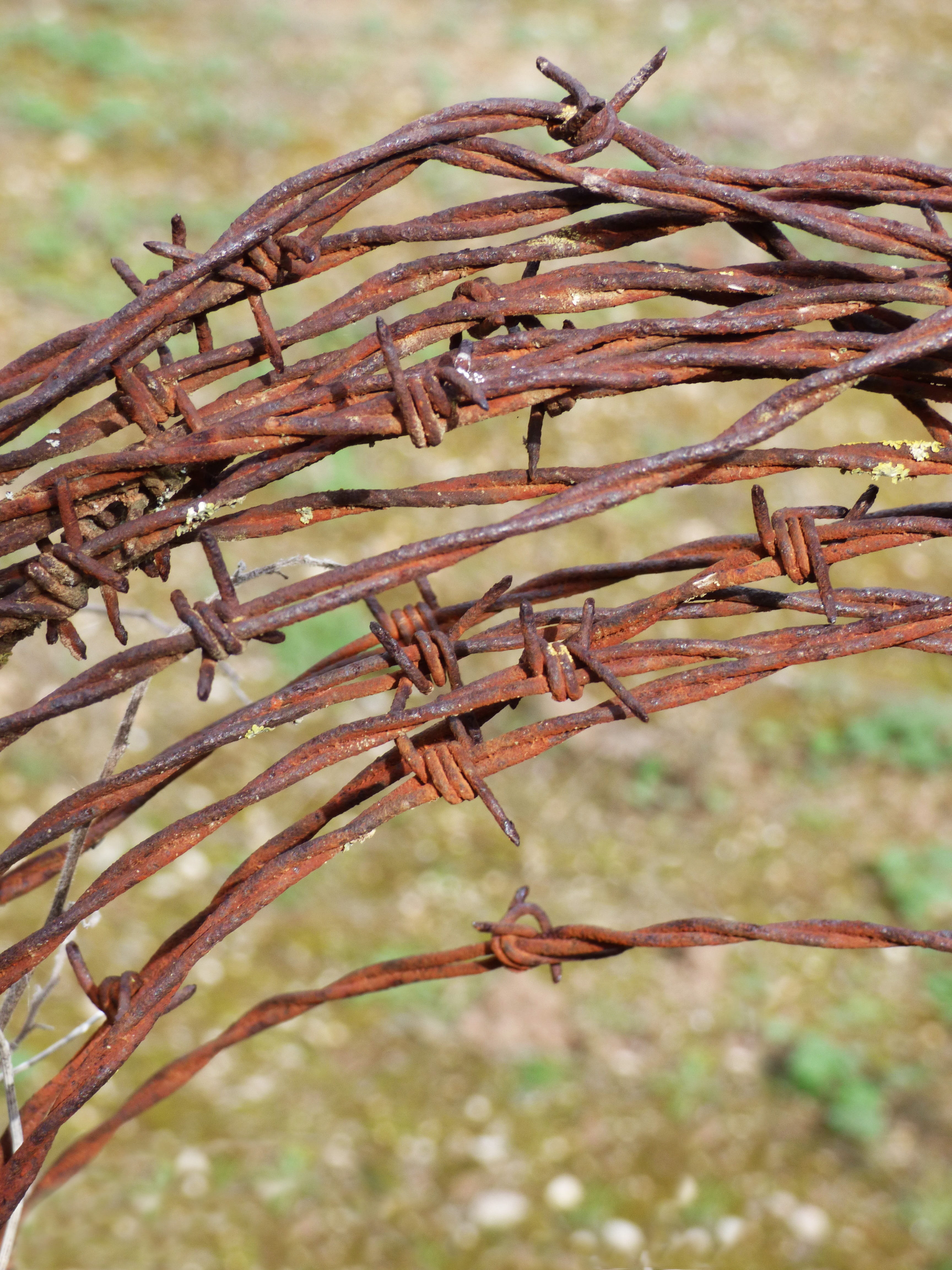 not pass, selective focus, tranquility, tree, dry, nature, 4K, Thorns, Pass, brown, animal themes, focus on foreground, beauty in nature, twig, day, wired, Phone HD Wallpaper