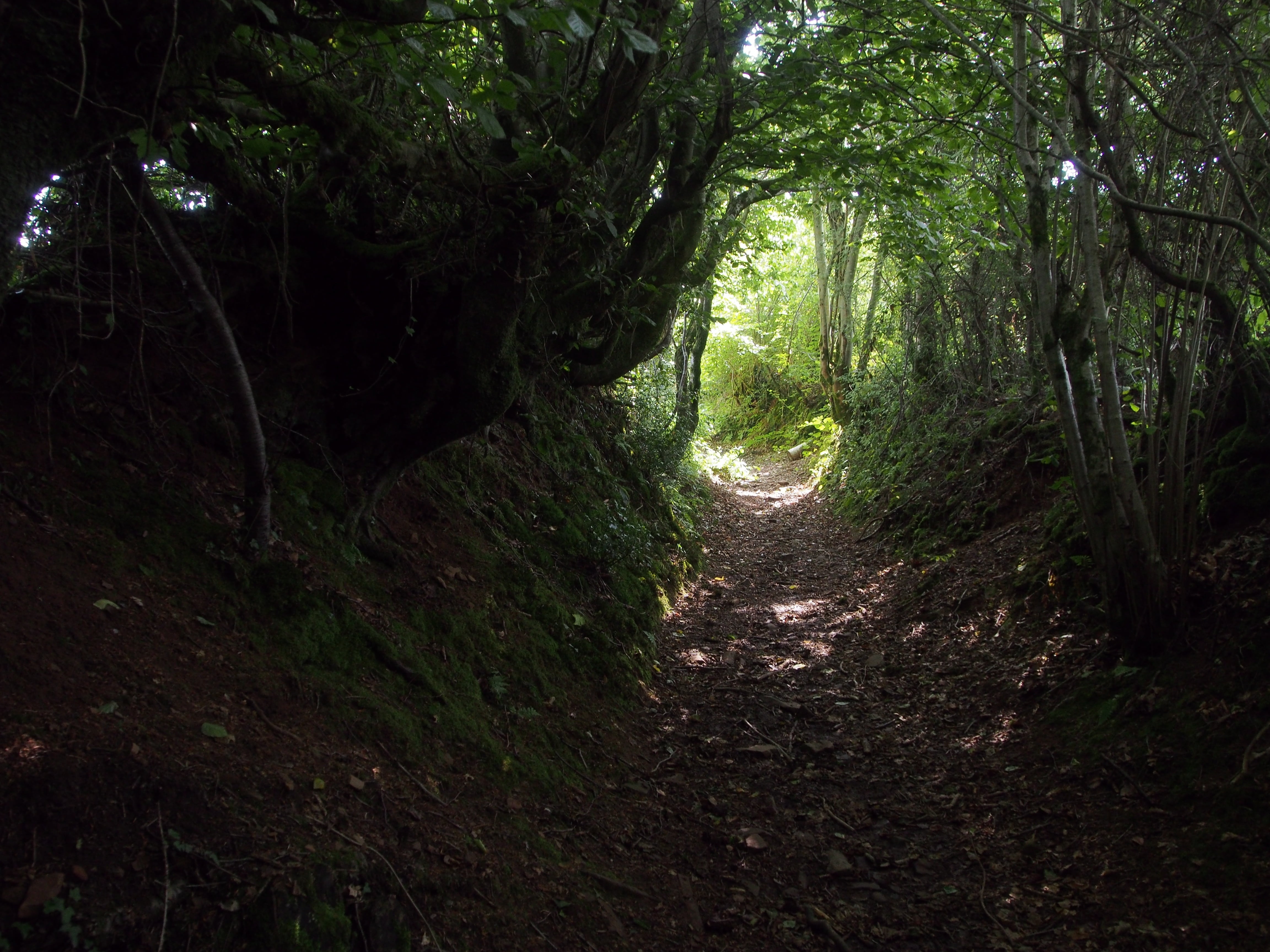 sunlight, nature, outdoors, pathway, end, tranquility, path, gloom, dirt, woodland, hope, photo, shadow, scenics - nature, footpath, tree, enclosed, light, HD Wallpaper