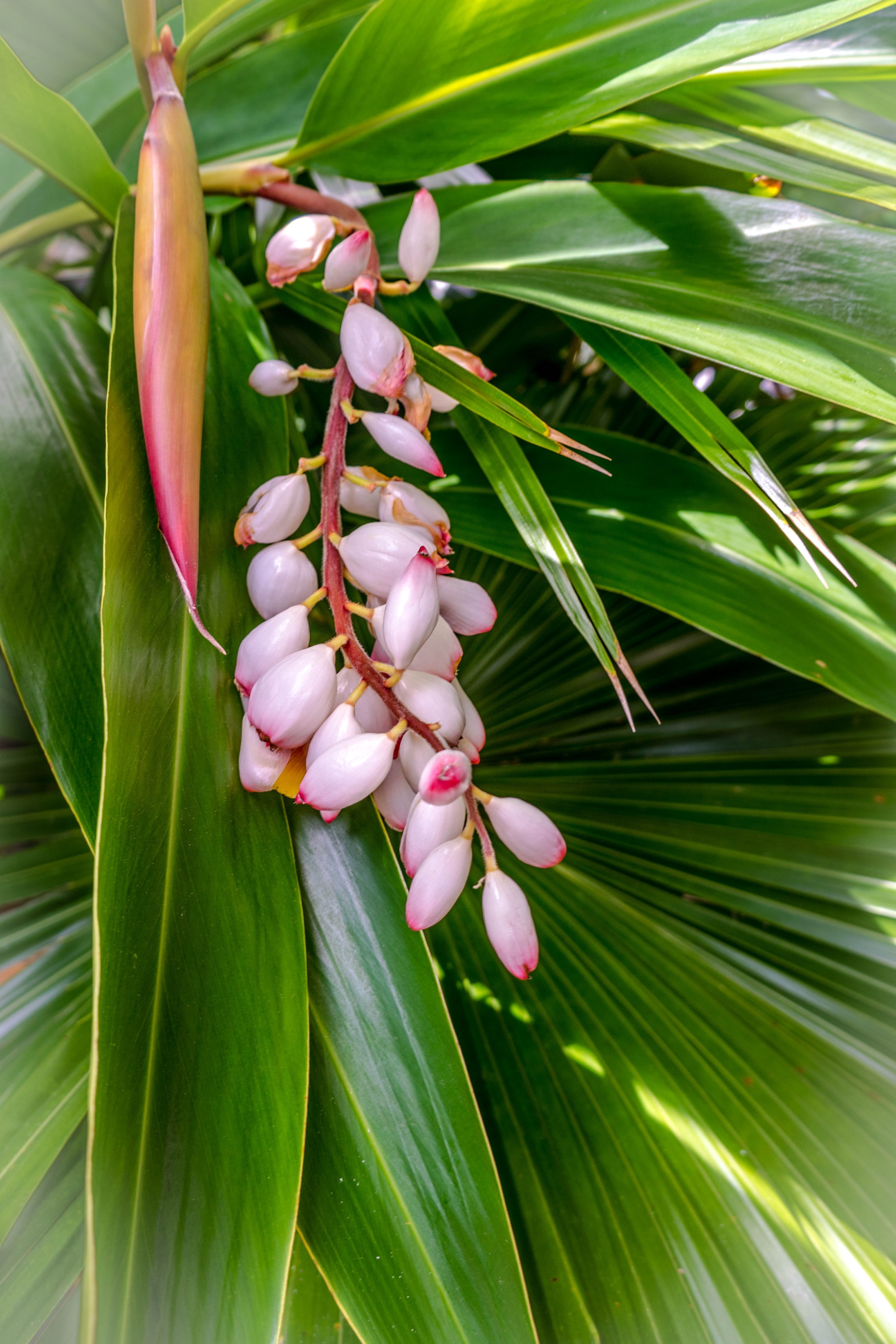 bright, no people, petal, close-up, green color, spring flowers, tree, leaf, flower heads, outdoors, botany, fragility, freshness, florida, coral bean flower, Phone HD Wallpaper