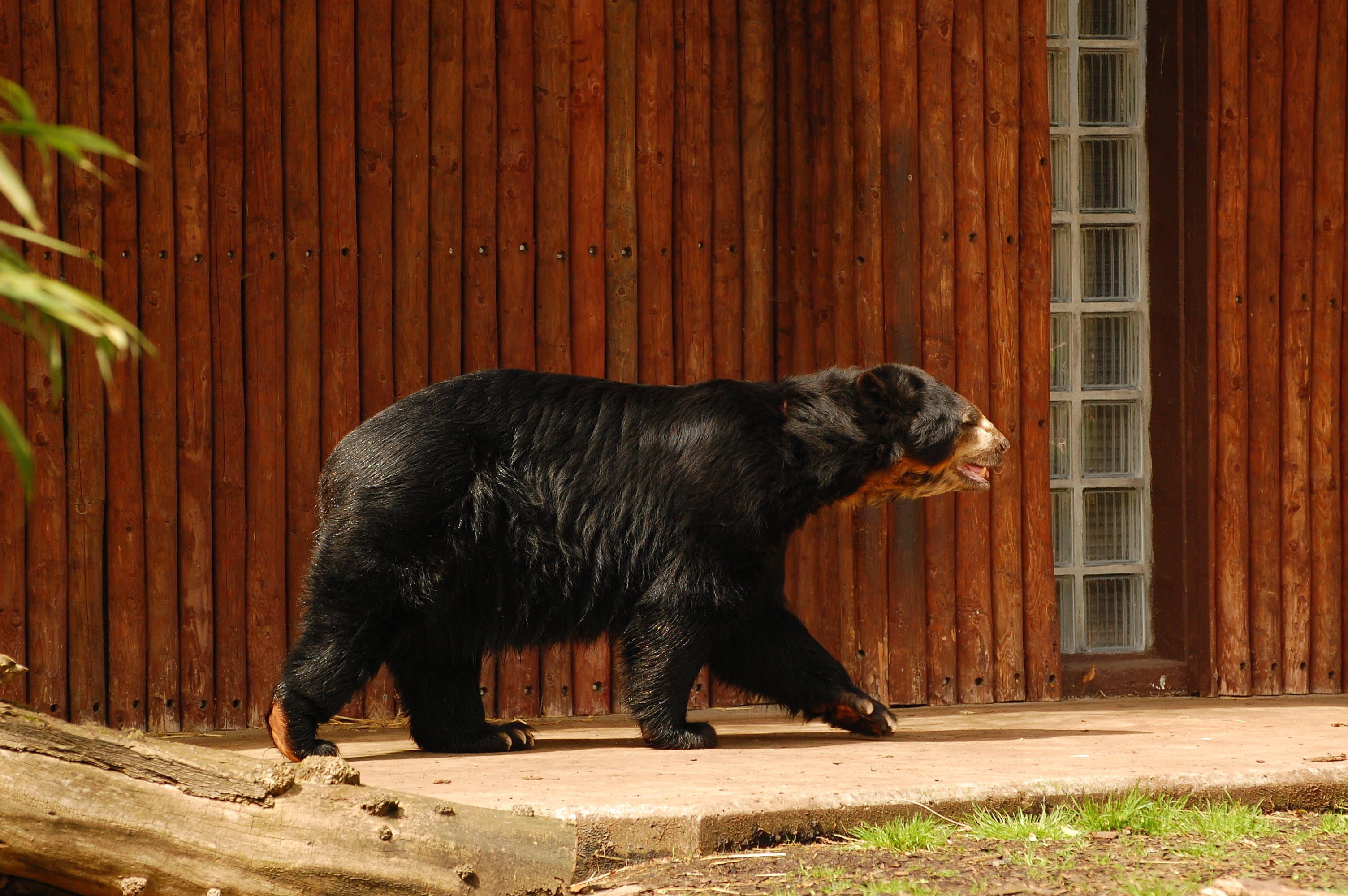 built structure, animal wildlife, domestic, building exterior, architecture, mammal, fur, vertebrate, domestic animals, wildlife, no people, bear, one animal, HD Wallpaper