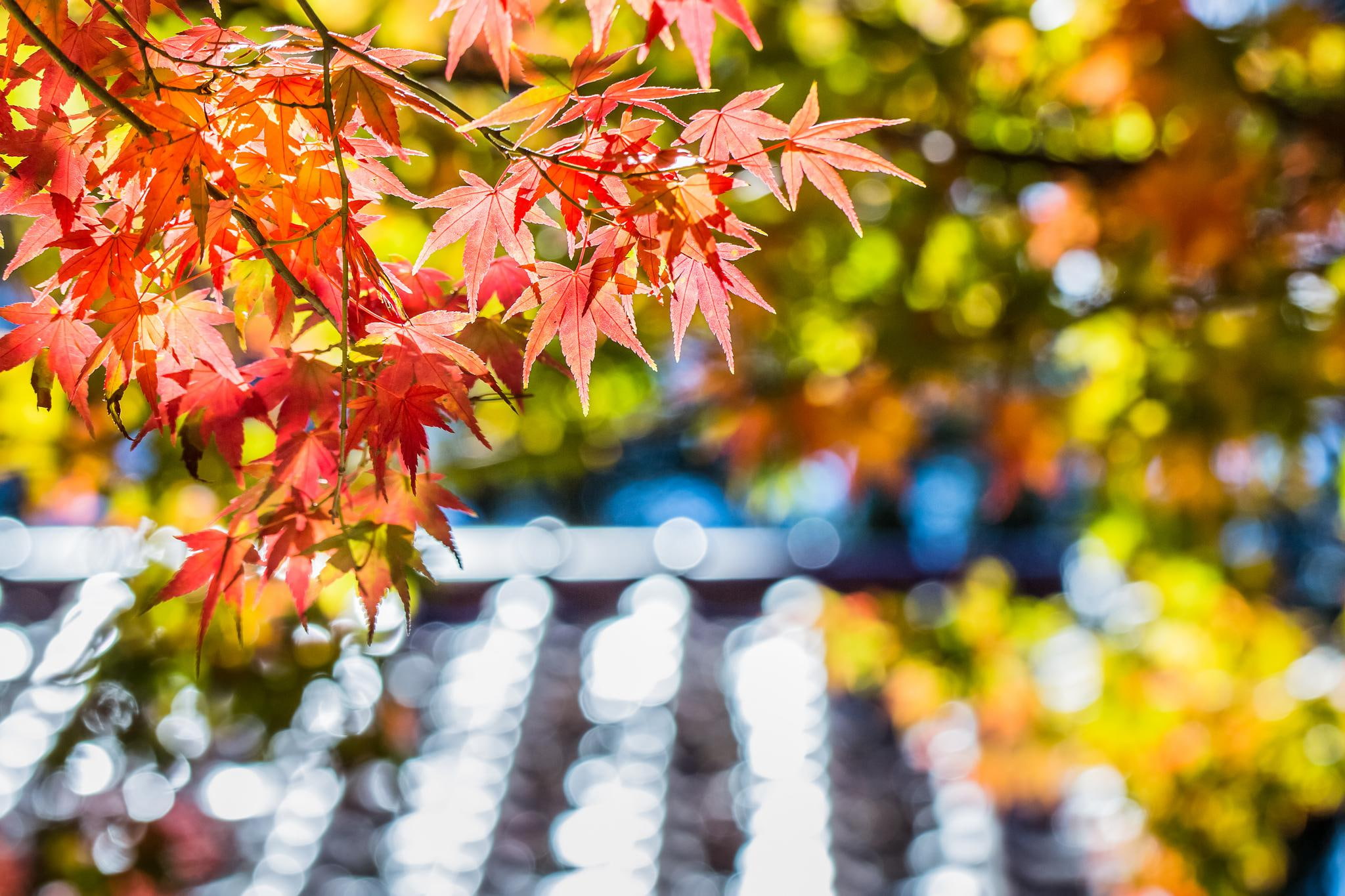 download, tree, maple, leaf, blur, focus, red, 1080P, autumn, glare, macro, leaves, HD Wallpaper