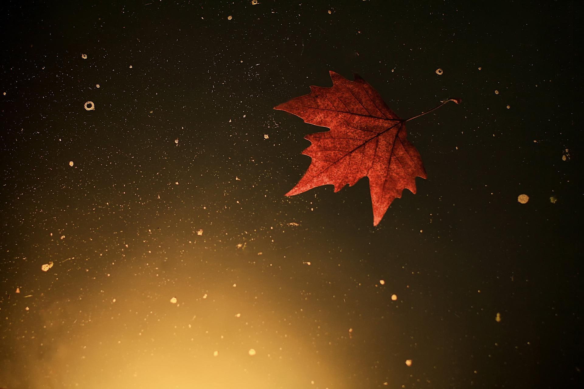 bokeh, leaf, autumn, widescreen, 1080P, water, leaves, HD Wallpaper