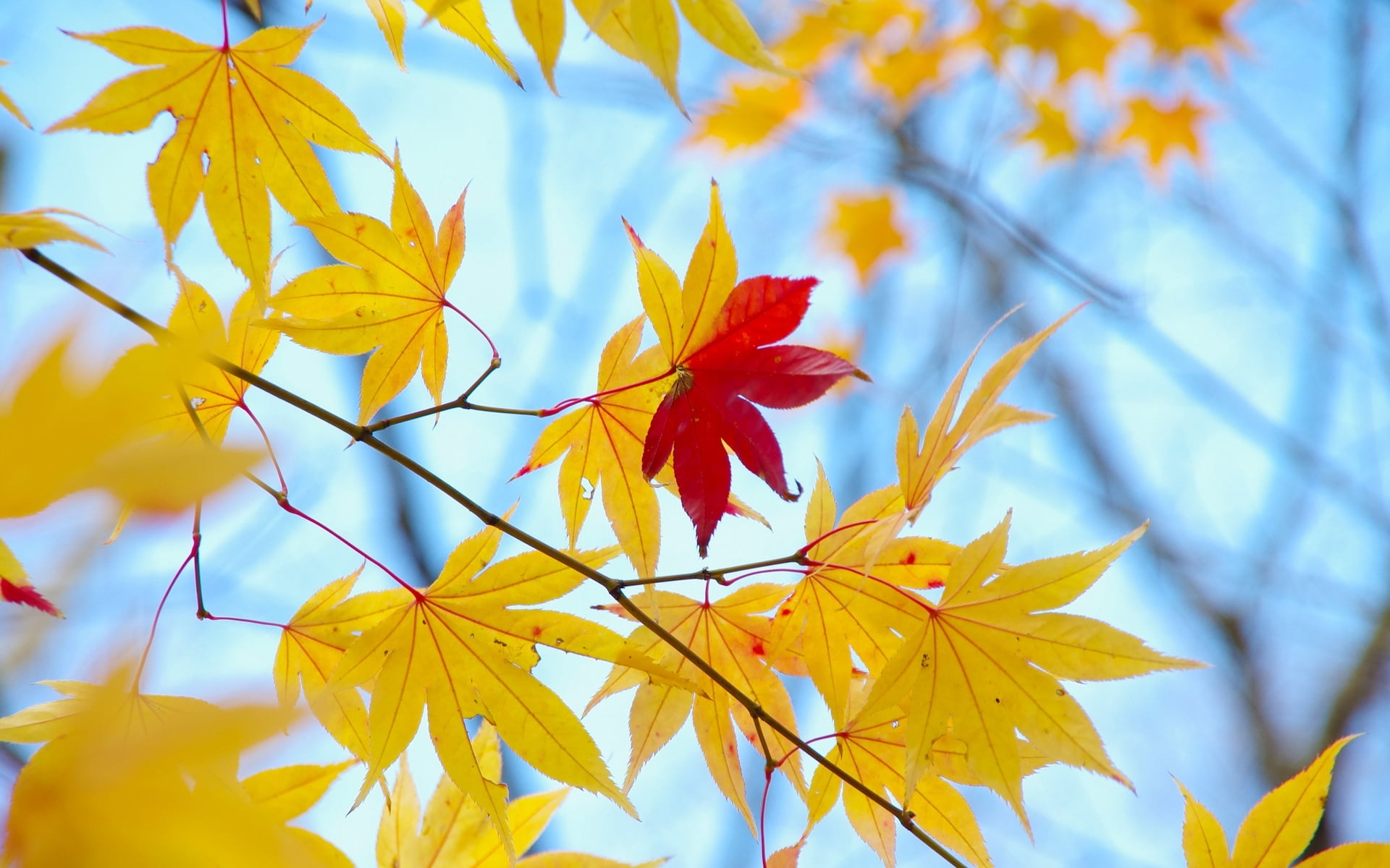 autumn, leaf, flower head, plant, close-up, leaves, macro, fall, natural condition, maple leaf, plant part, beauty in nature, full screen, red, HD Wallpaper