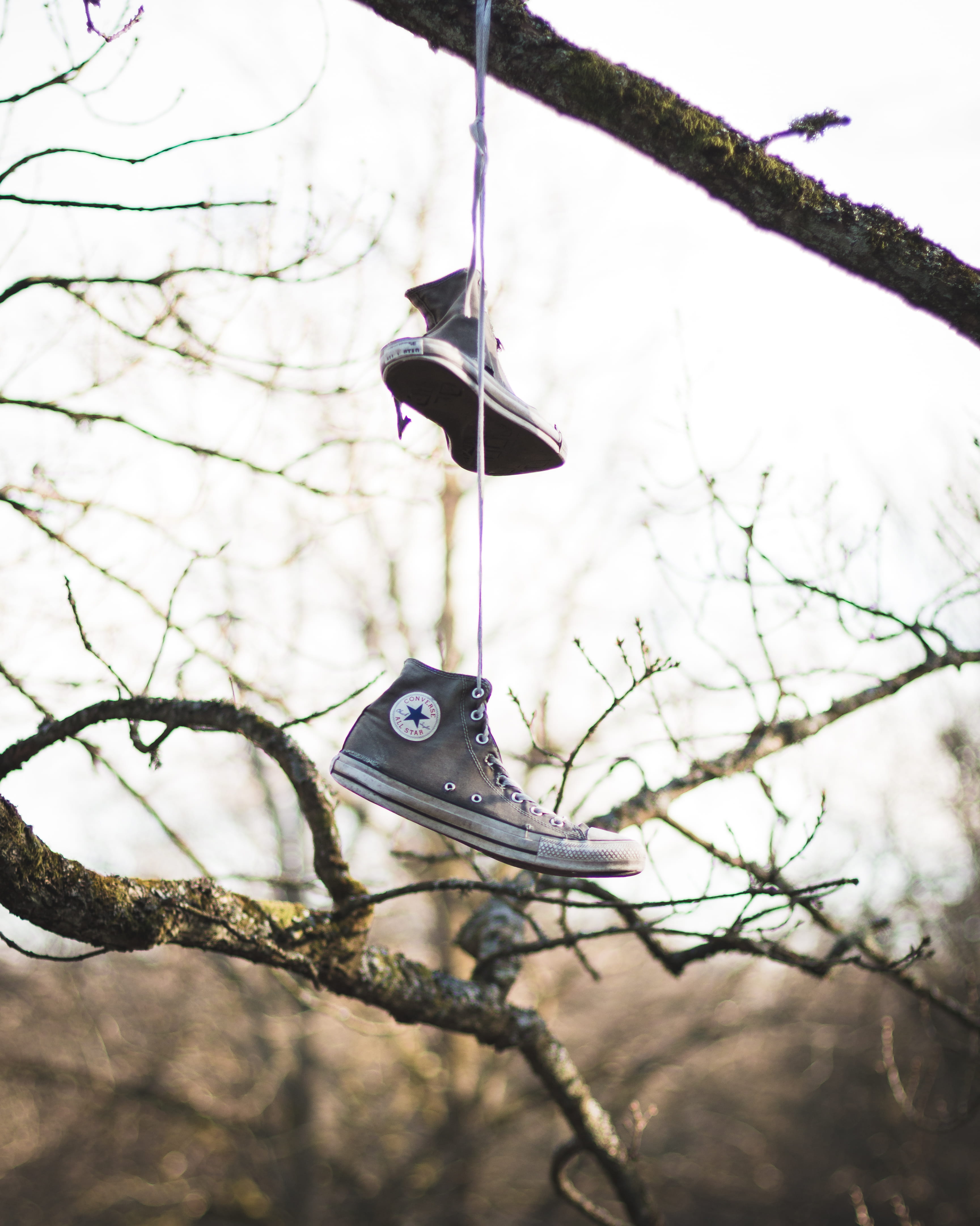vertebrate, pair, focus on foreground, animal wildlife, boots, 4K, hanged, converse, tree, nature, top, animal, sky, outdoors, no people, star, tops, winter, Phone HD Wallpaper