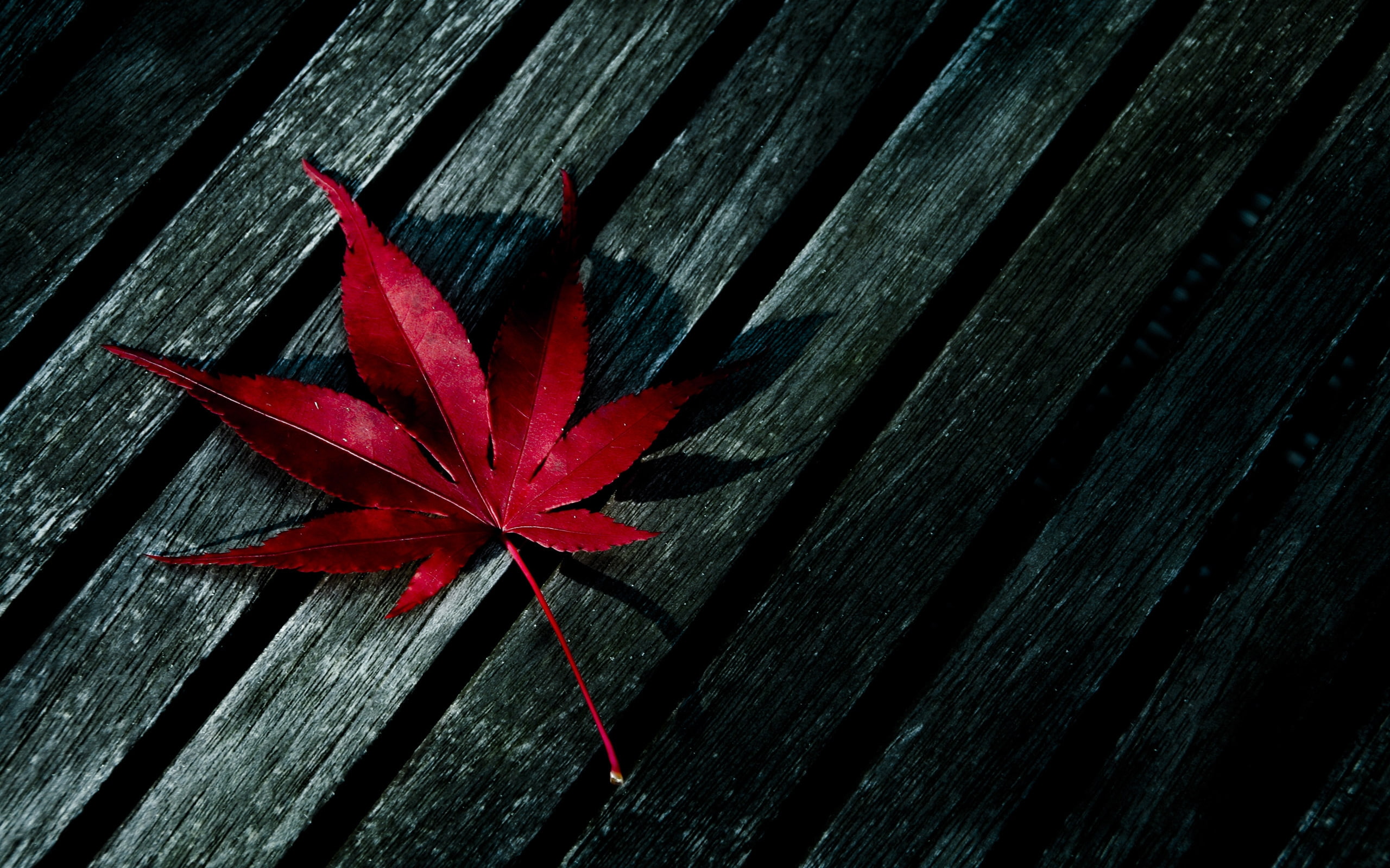 2K, fallen, red, leaf, HD Wallpaper