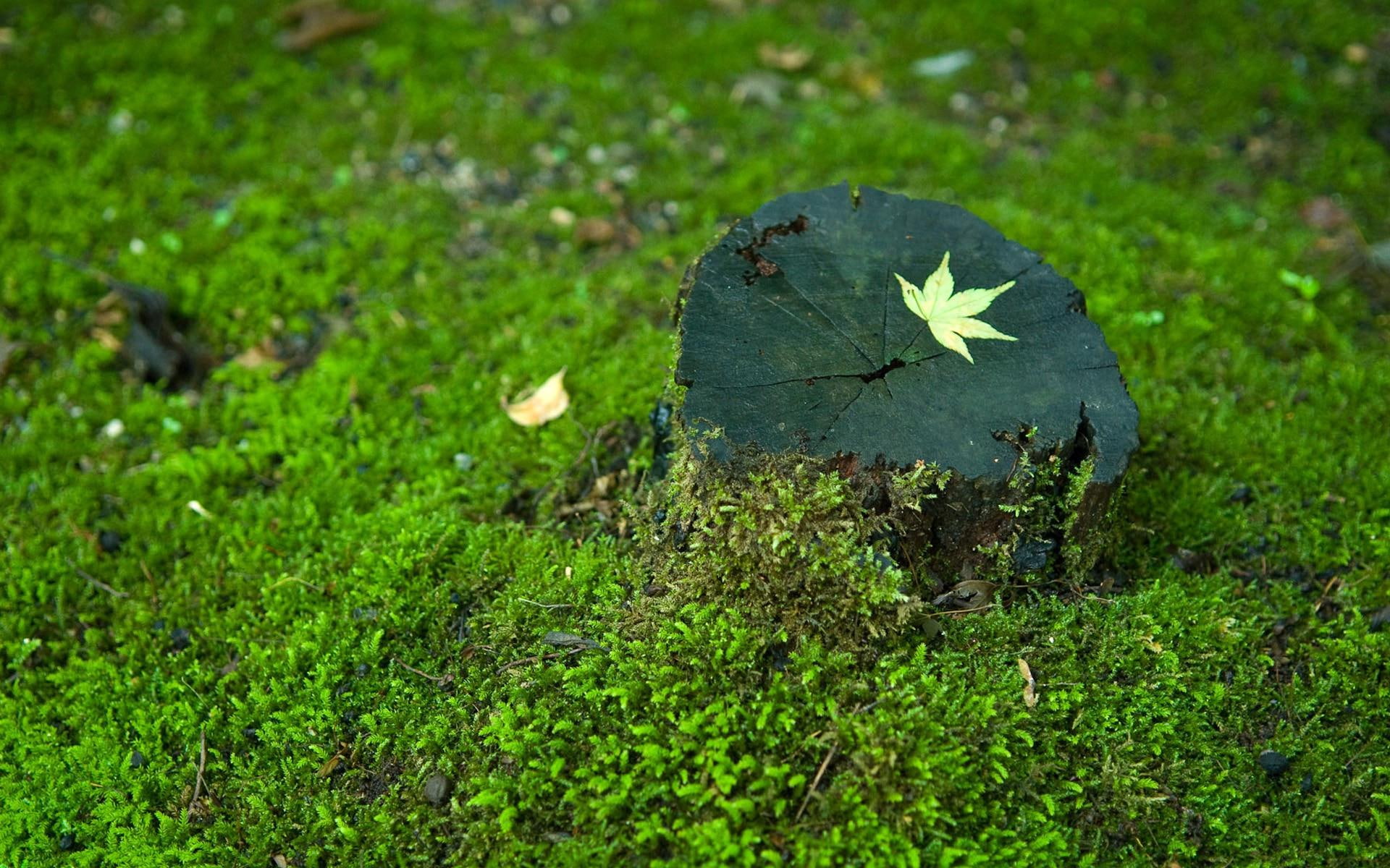 grass, photography, trunk, 1080P, green, leaf, tree, 1920x1200, moss, fallen, HD Wallpaper