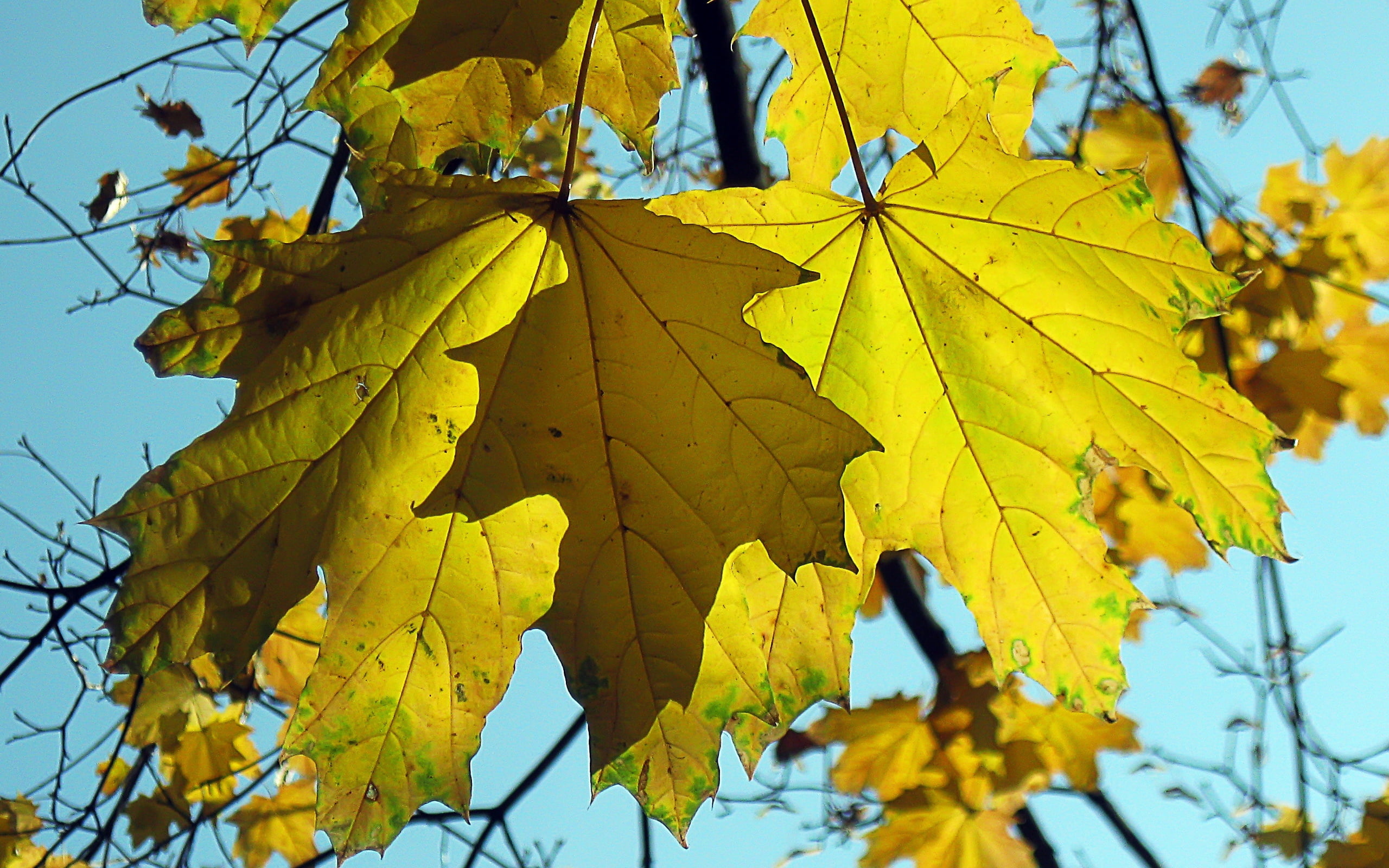 plant part, blue, beauty In Nature, yellow, gold Colored, color Image, multi Colored, leaf, fallen, sky, abstract, maple, orange Color, vibrant Color, colors, HD Wallpaper