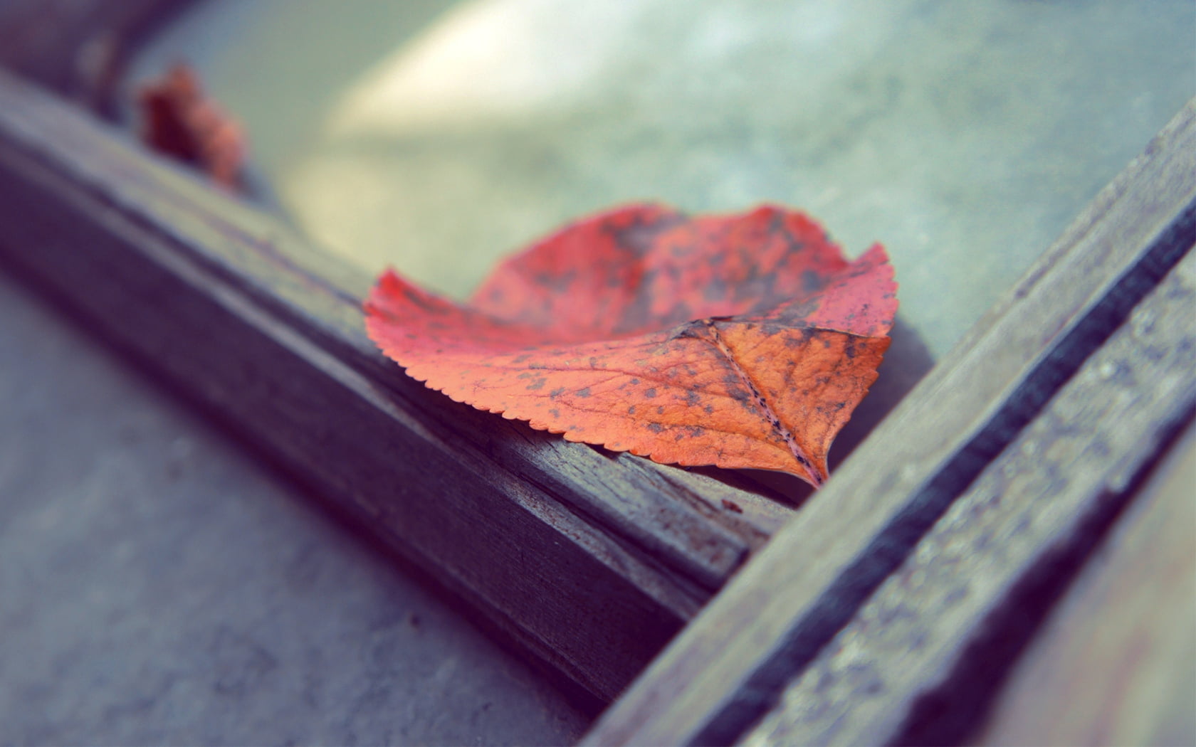 beauty In Nature, close-up, change, tree, vulnerability, yellow, dry, natural condition, surface, backgrounds, day, fragility, nature, brown, maple Tree, HD Wallpaper