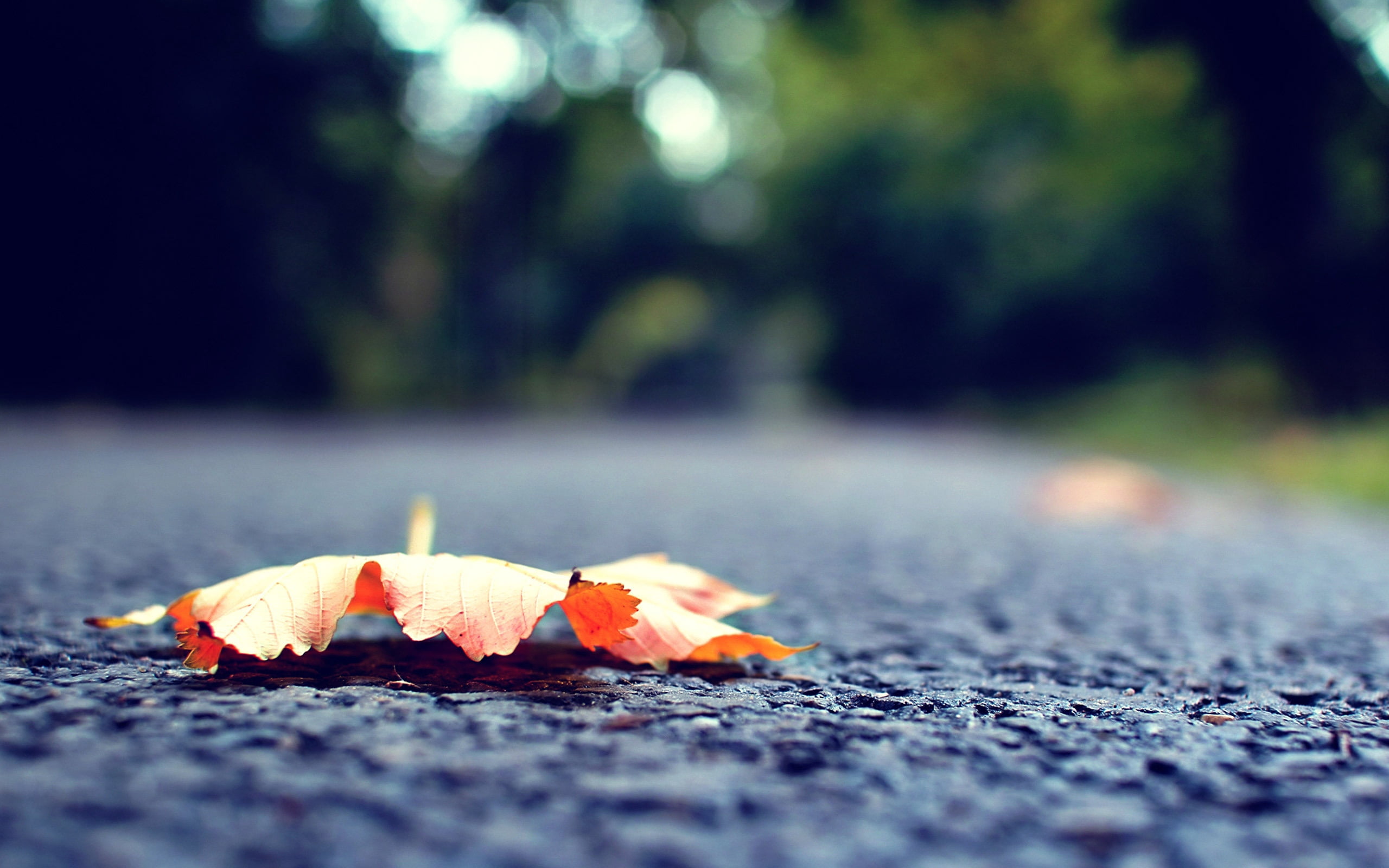 summer, surface level, colors, brown, tree, change, outdoors, falling, season, macro, nature, green Color, close-up, petal, animal themes, leaf, 2K, fall, HD Wallpaper