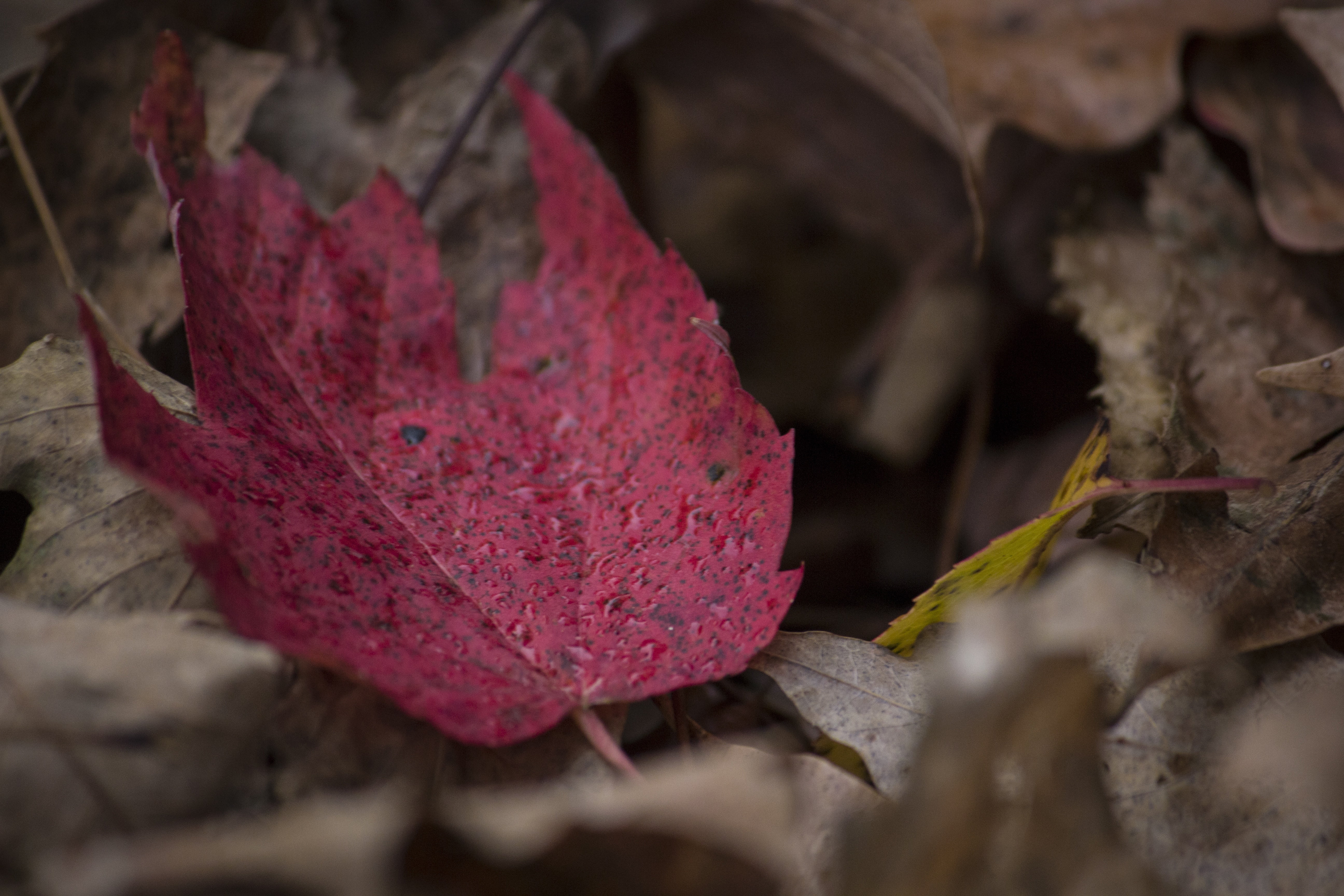 pink color, selective focus, fallen, vibrant Color, natural condition, dry, brown, growth, plant, yellow, fragility, multi Colored, 5K, autumn, beauty In Nature, HD Wallpaper