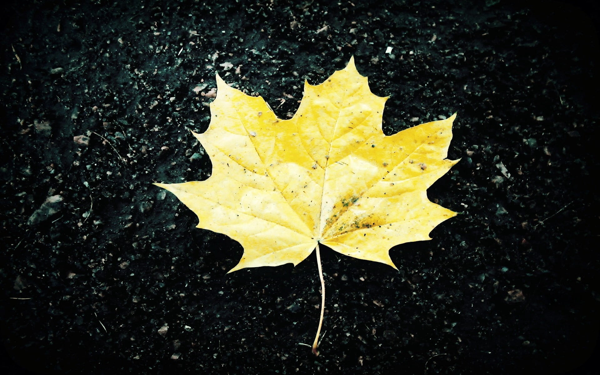 vibrant Color, tree, day, color Image, leaves, vulnerability, leaf vein, yellow, 1080P, outdoors, maple Leaf, beauty In Nature, backgrounds, plant, directly above, HD Wallpaper