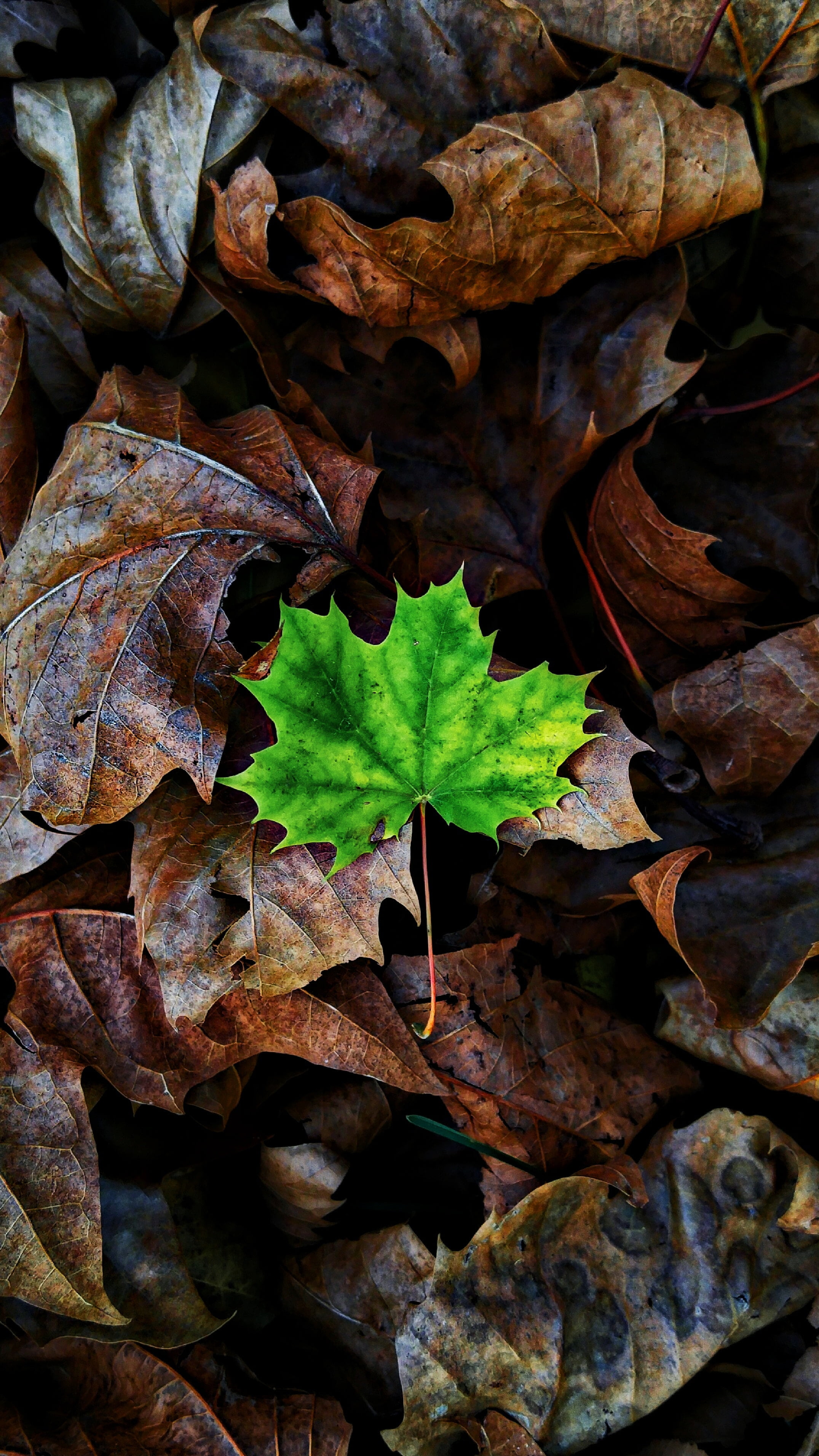 fragility, green, autumn, change, maple, land, beauty in nature, growth, field, dry, leaves, outdoors, close-up, nature, day, 2K, plant, plant part, vulnerability, Phone HD Wallpaper