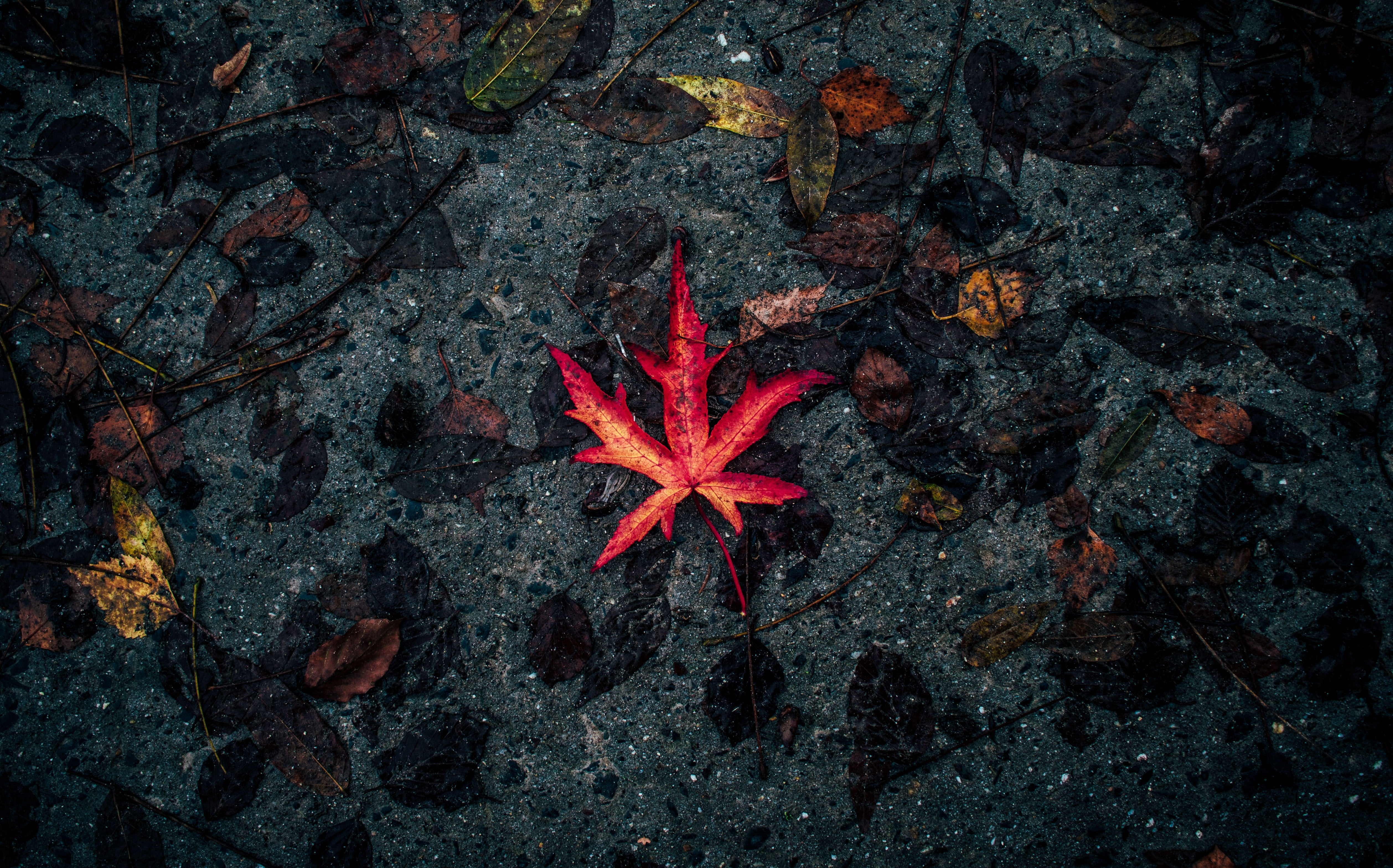 yellow, backgrounds, wet, beauty In Nature, october, plant, 4K, dry, autumn collection, red, tree, fallen, outdoors, starfish, water, multi Colored, no People, HD Wallpaper