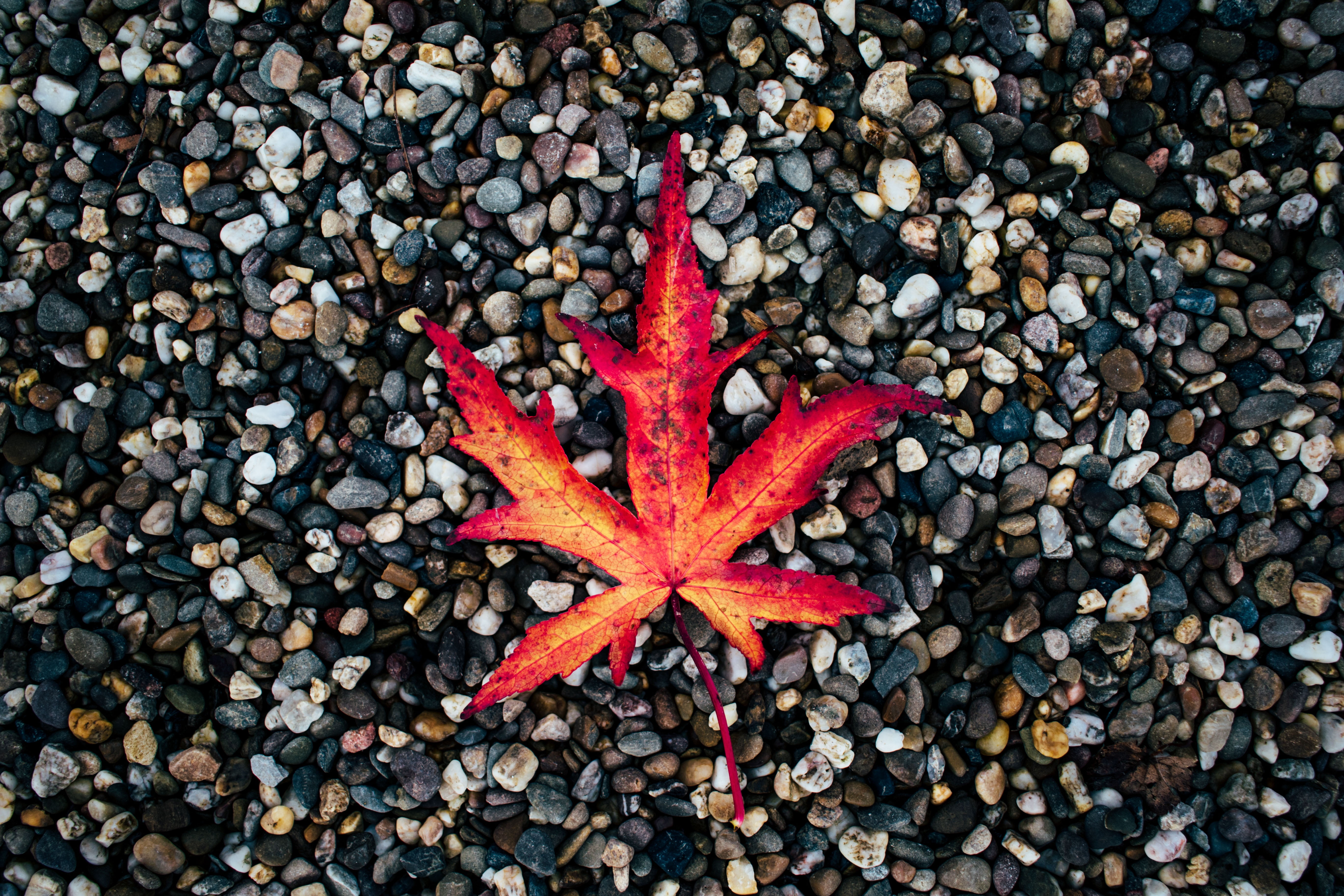 shape, starfish, stones, season, land, plant part, color Image, plant, day, change, textured, fallen, autumn, no People, maple leaf, nature, stone - Object, HD Wallpaper