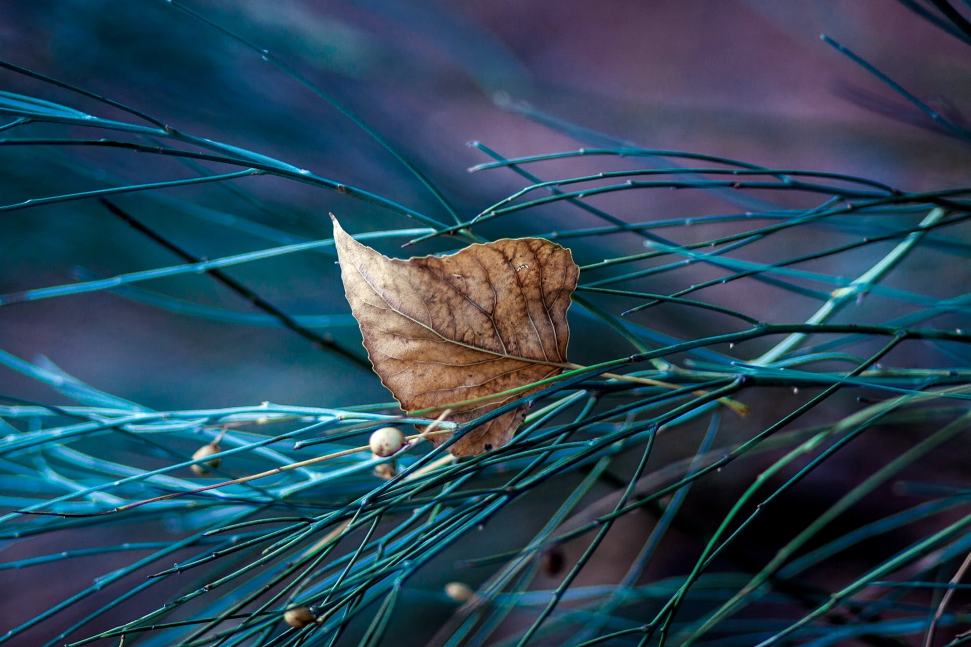 growth, winter, close-up, fragility, dried, dry, day, selective focus, backgrounds, no people, leaf, outdoors, change, plant part, christmas, autumn, vulnerability, HD Wallpaper